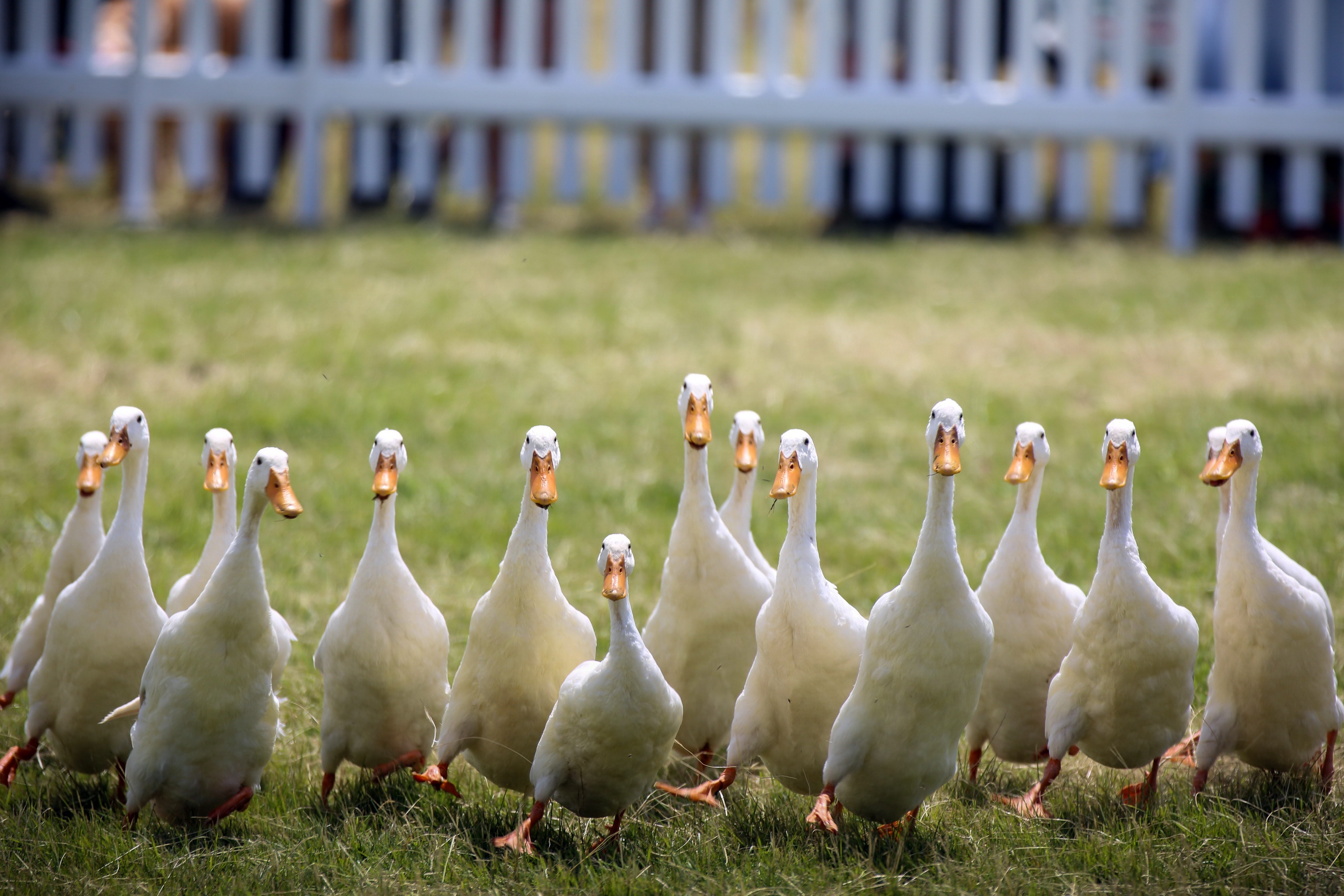 Baixar papel de parede para celular de Animais, Aves, Pássaro, Pato gratuito.