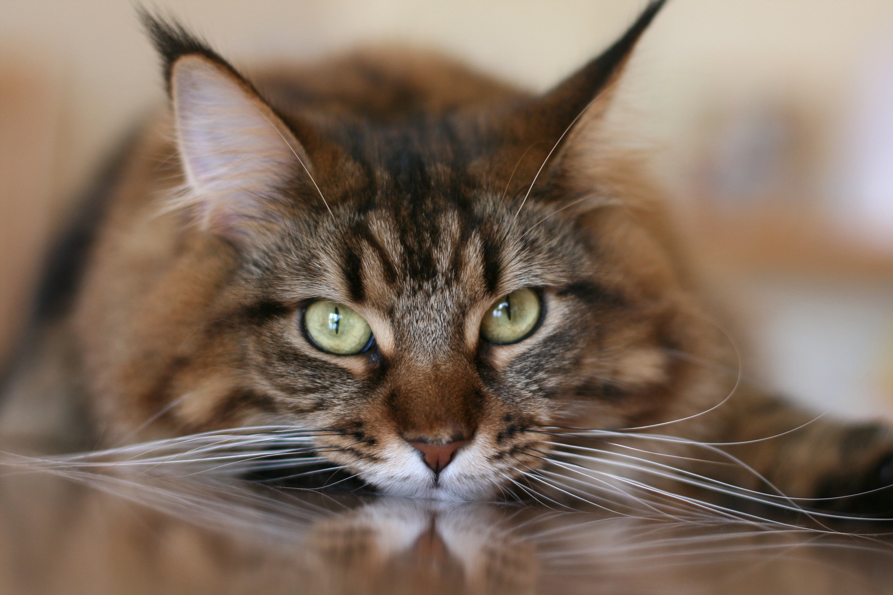 Baixe gratuitamente a imagem Gato, Gatos, Animais na área de trabalho do seu PC