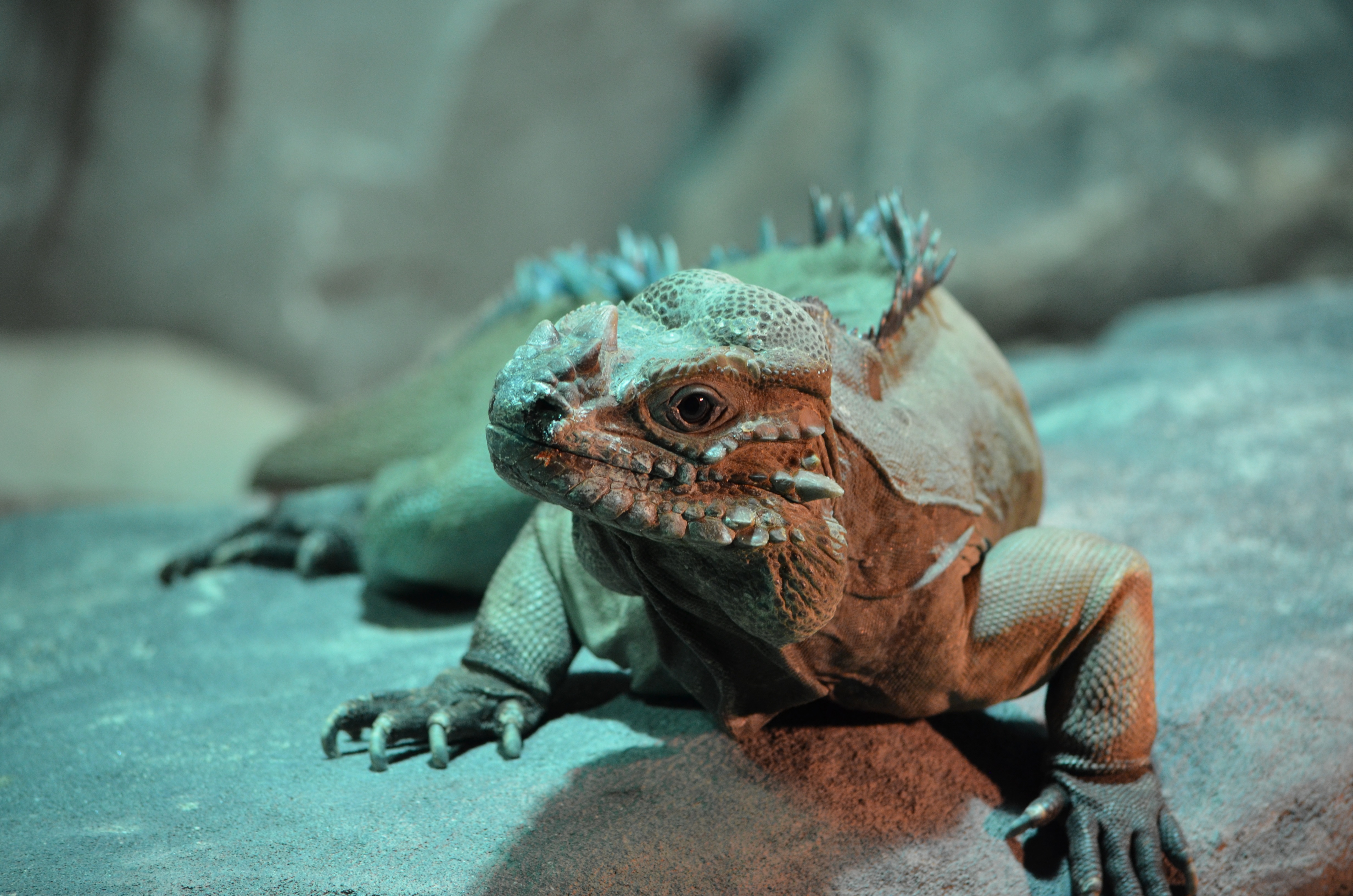 Download mobile wallpaper Reptile, Iguana, Lizard, Shadow, Animals for free.