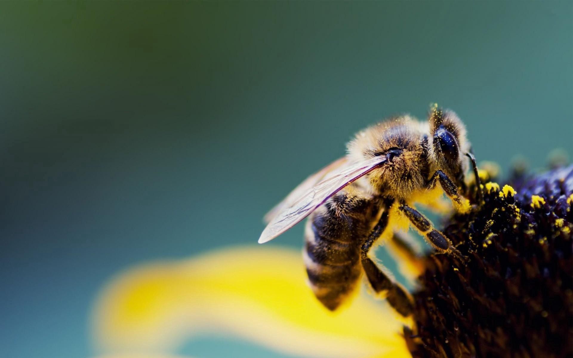 Free download wallpaper Flower, Macro, Bee, Pollen, Pollination on your PC desktop