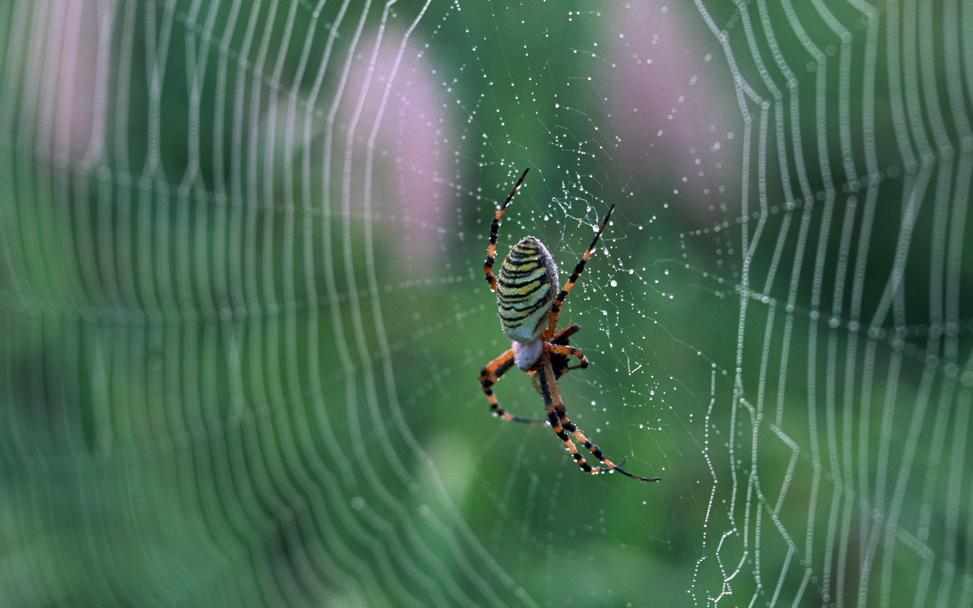 283724 скачать обои паук, животные, паукообразный, паутина, пауки - заставки и картинки бесплатно