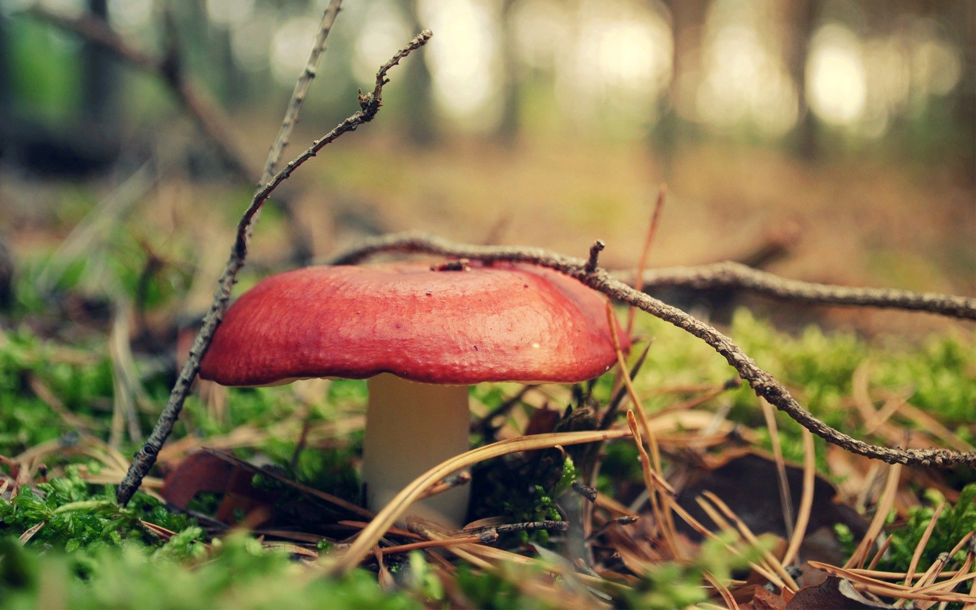 mushroom, grass, miscellanea, miscellaneous, forest Full HD