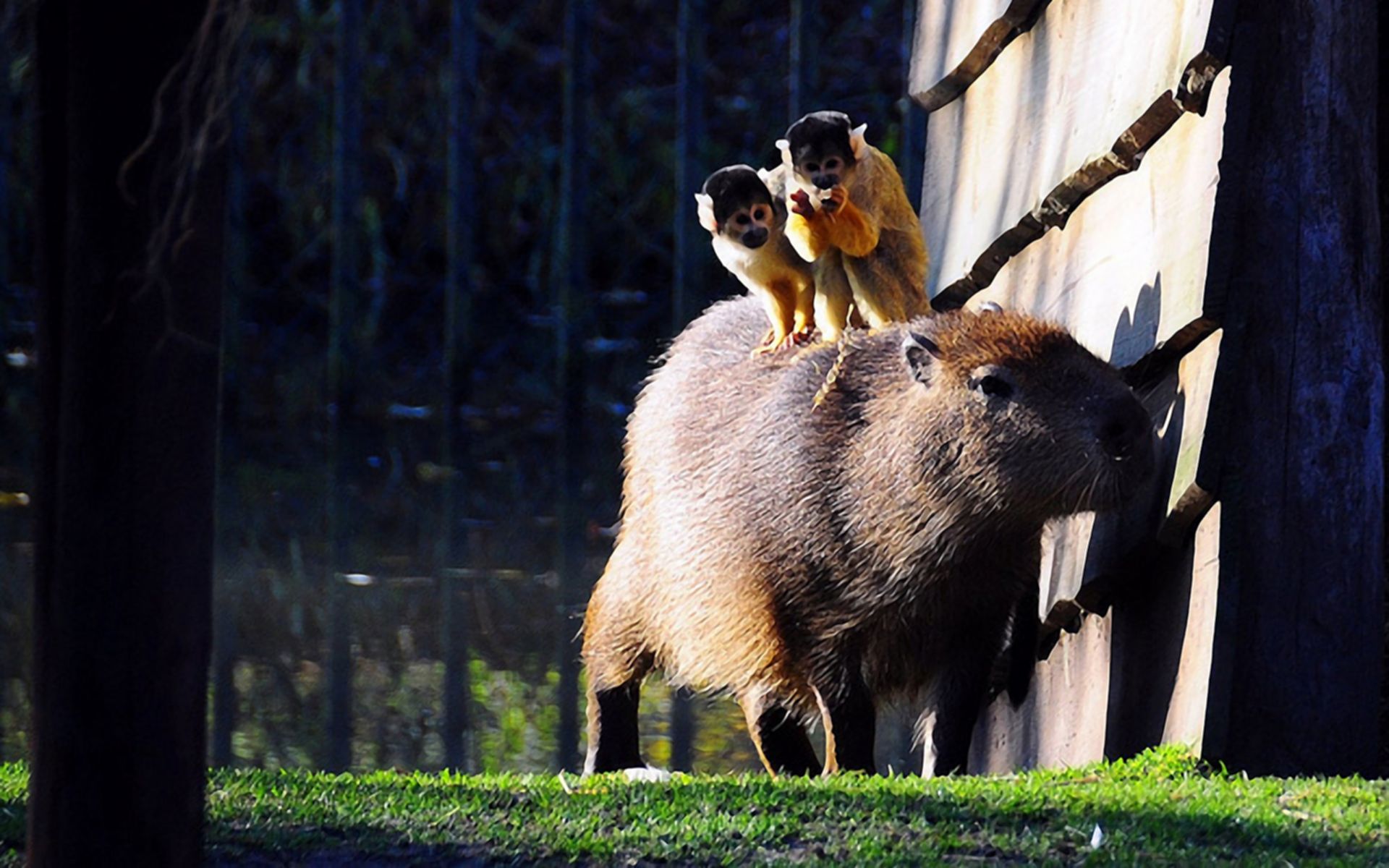 681332 télécharger le fond d'écran animaux, capybara - économiseurs d'écran et images gratuitement