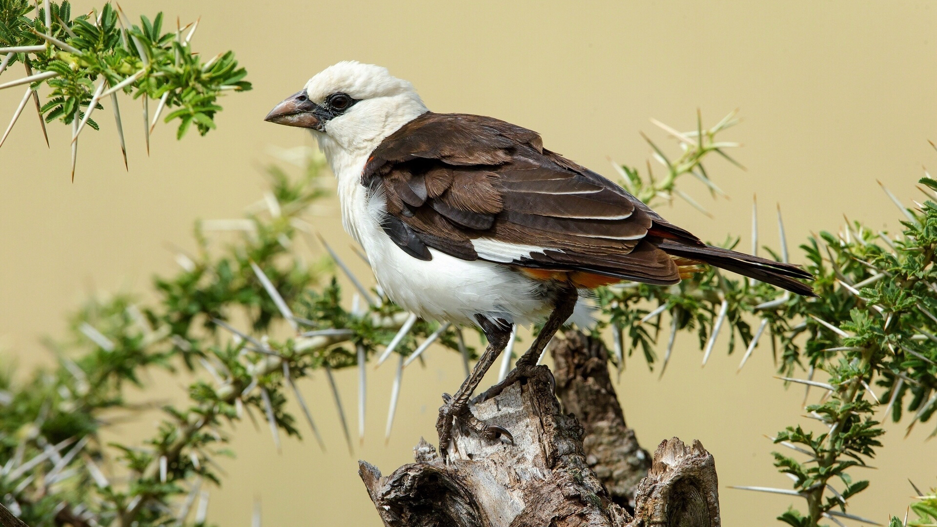 Téléchargez des papiers peints mobile Animaux, Oiseau, Des Oiseaux gratuitement.