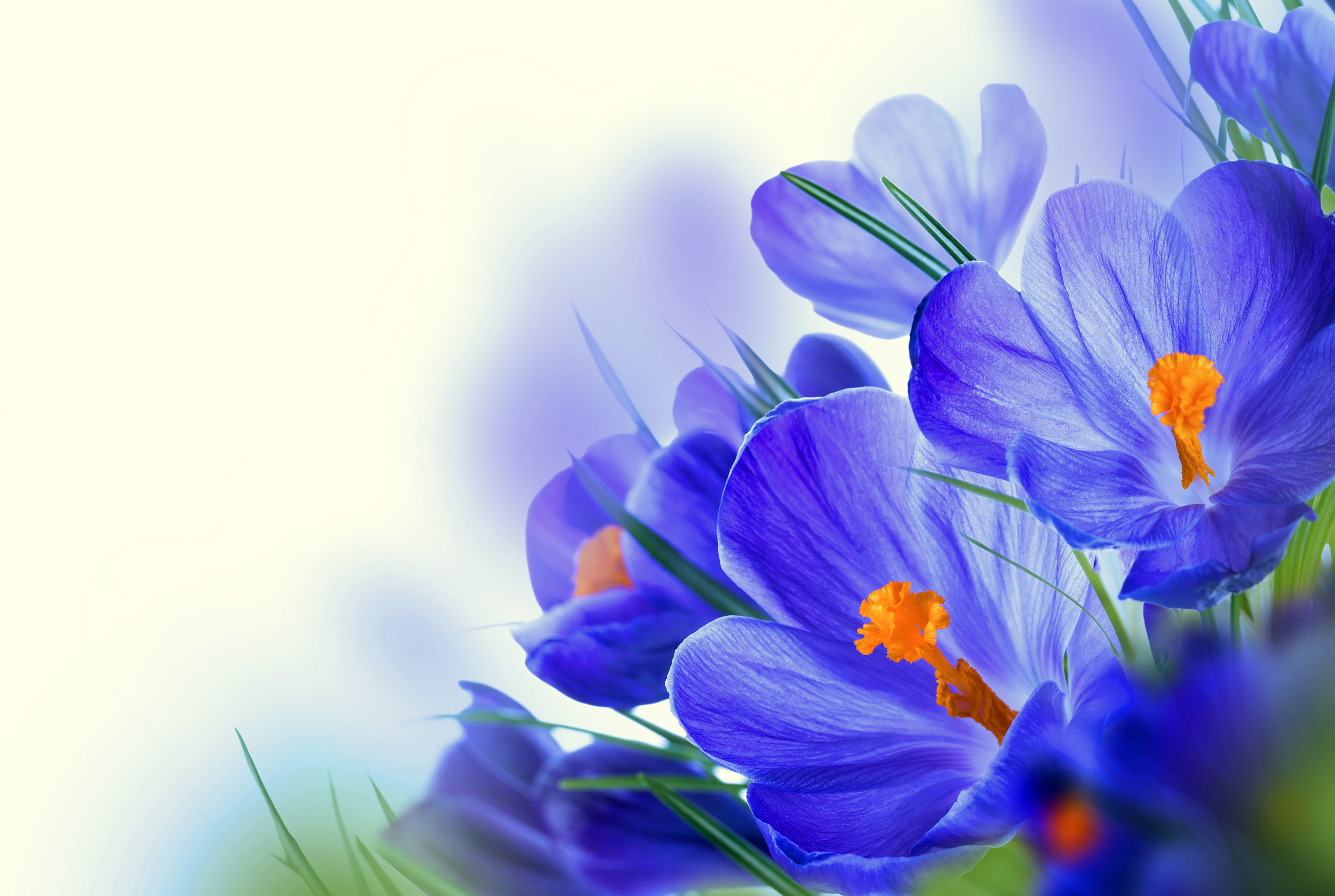 Free download wallpaper Flowers, Flower, Earth, Crocus, Blue Flower on your PC desktop
