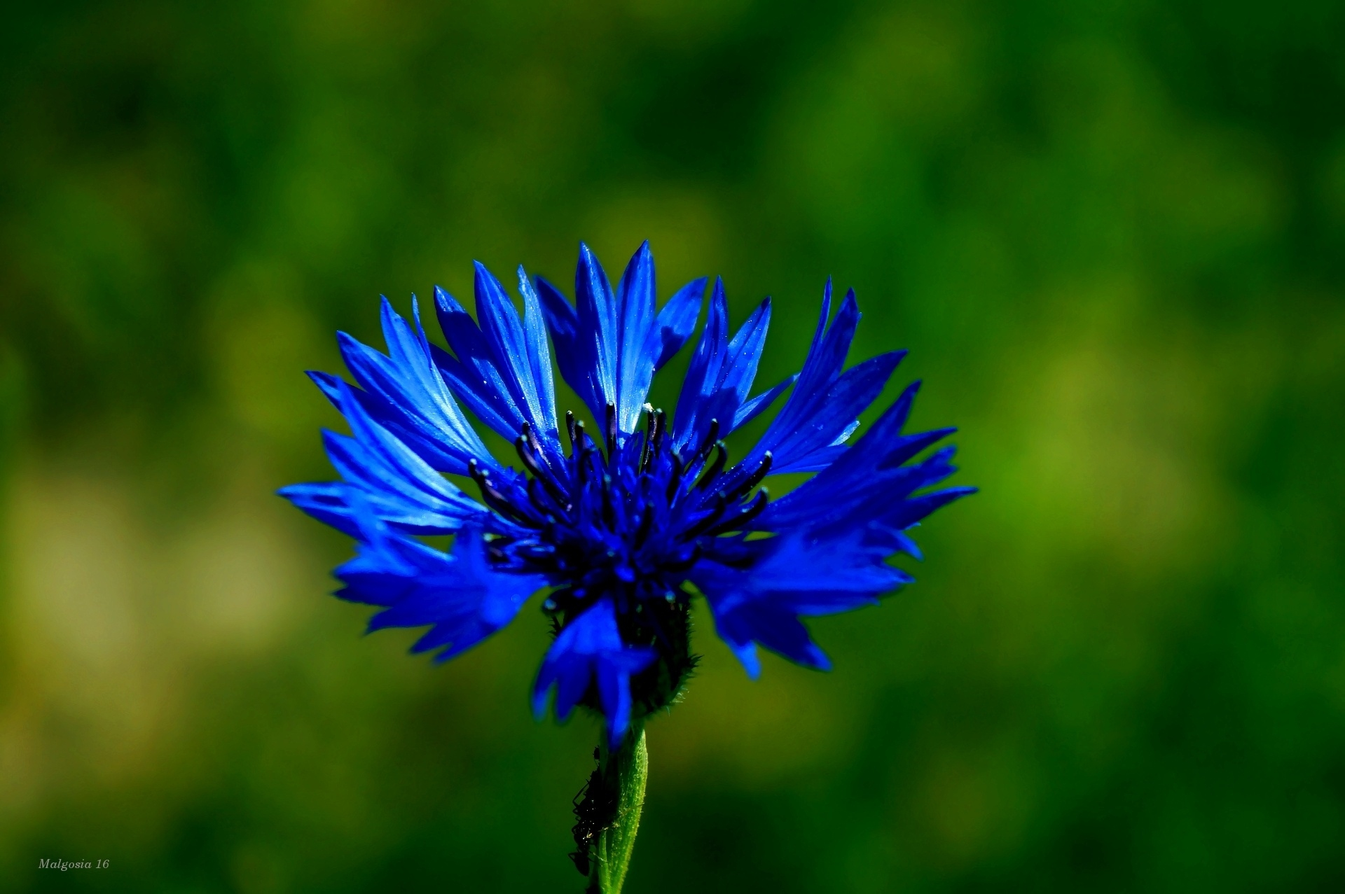 Descarga gratuita de fondo de pantalla para móvil de Flores, Flor, Cámara, Tierra/naturaleza, Flor Azul.