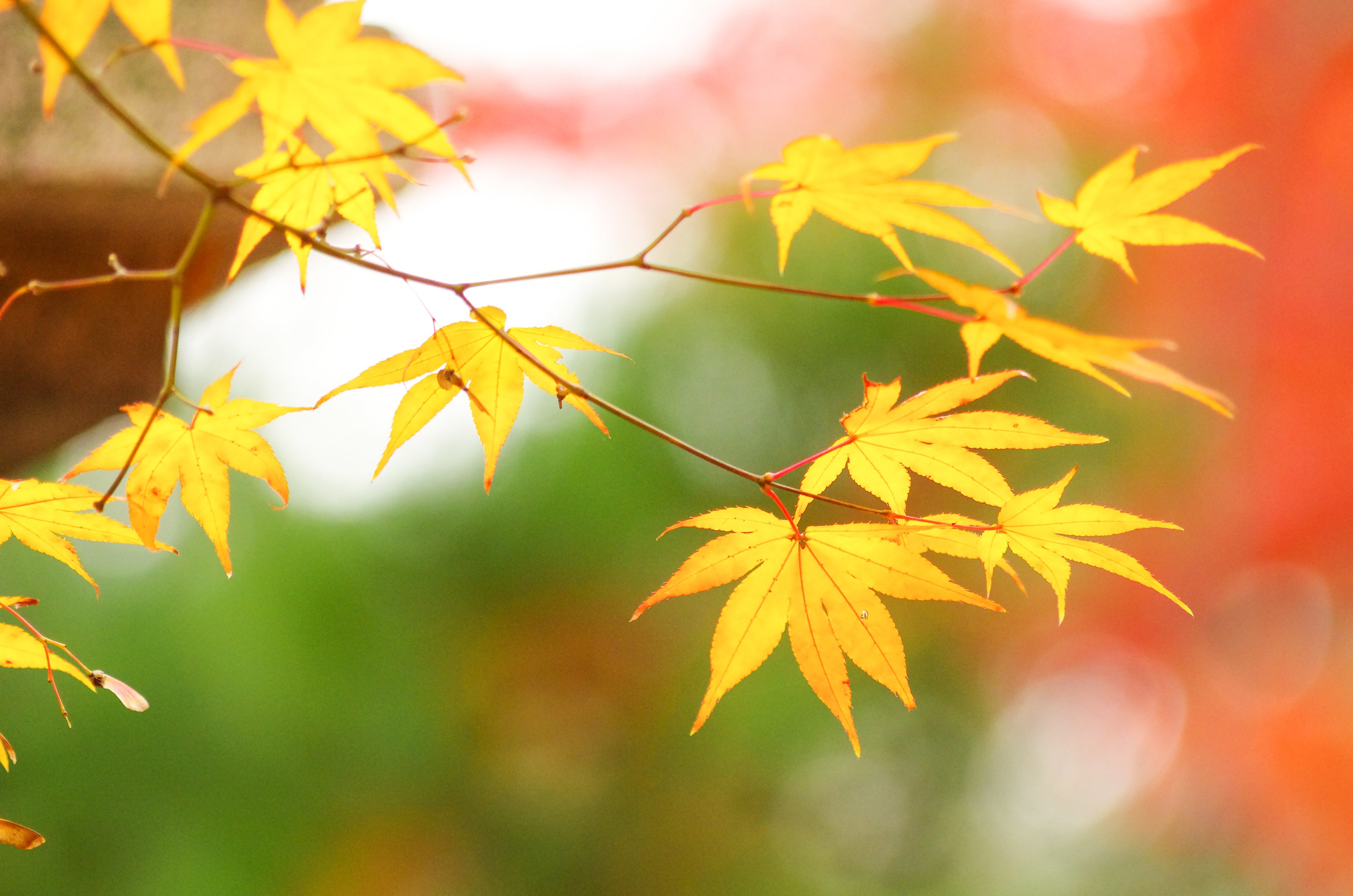 PCデスクトップに秋, 葉, 地球, メープル リーフ画像を無料でダウンロード