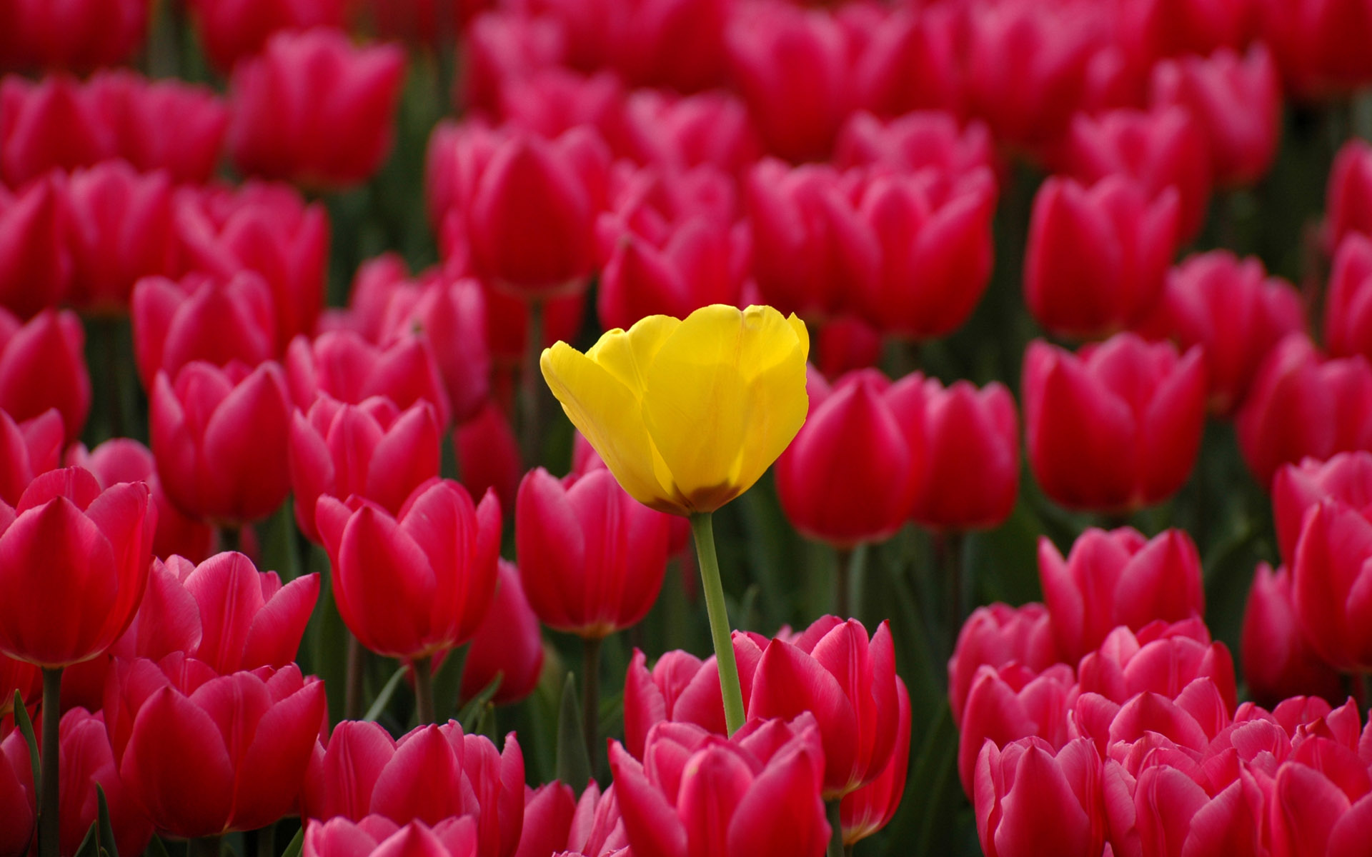 Descarga gratuita de fondo de pantalla para móvil de Tulipán, Flores, Flor, Tierra/naturaleza.