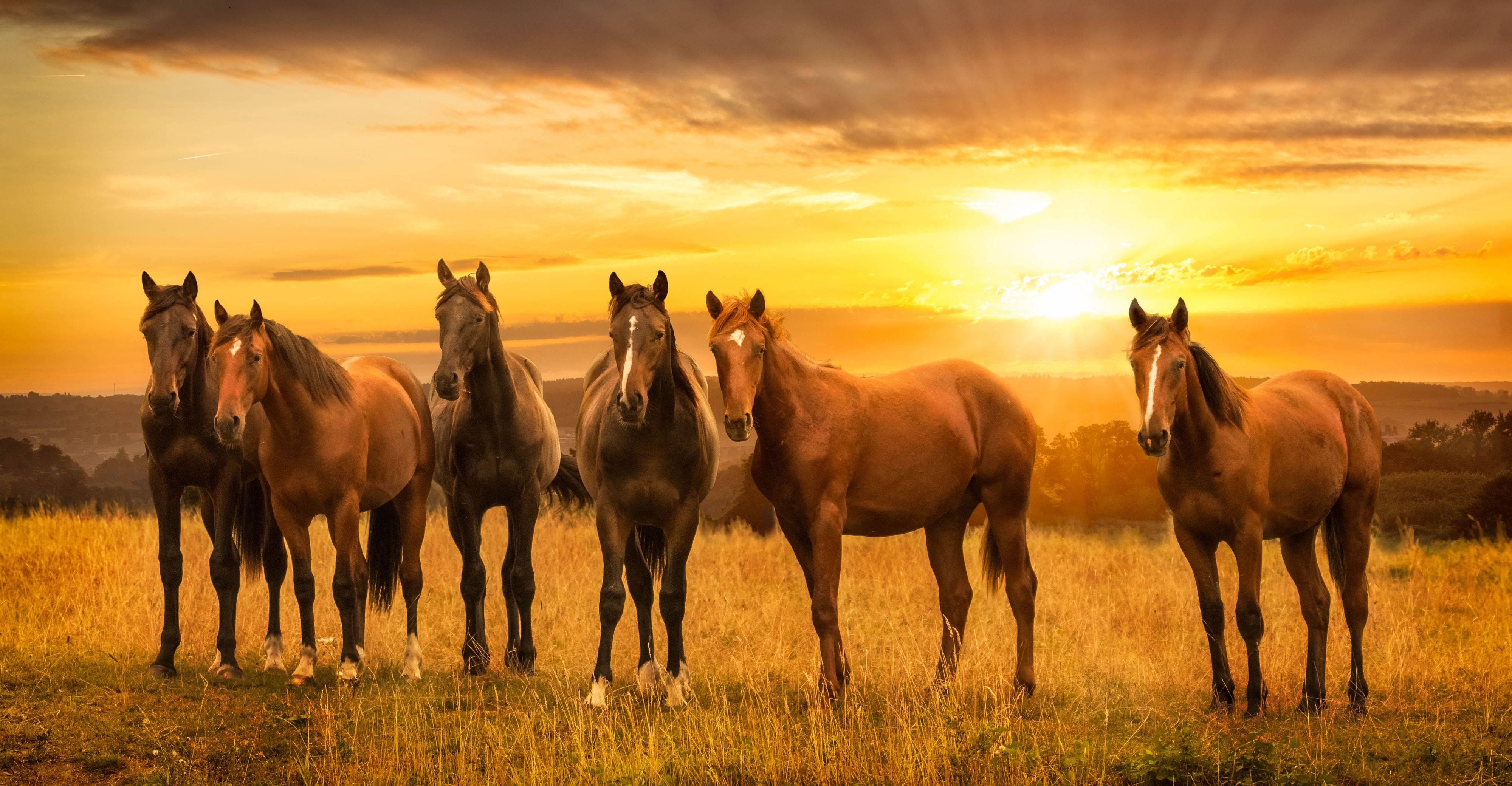 PCデスクトップに動物, 馬, 日の出画像を無料でダウンロード