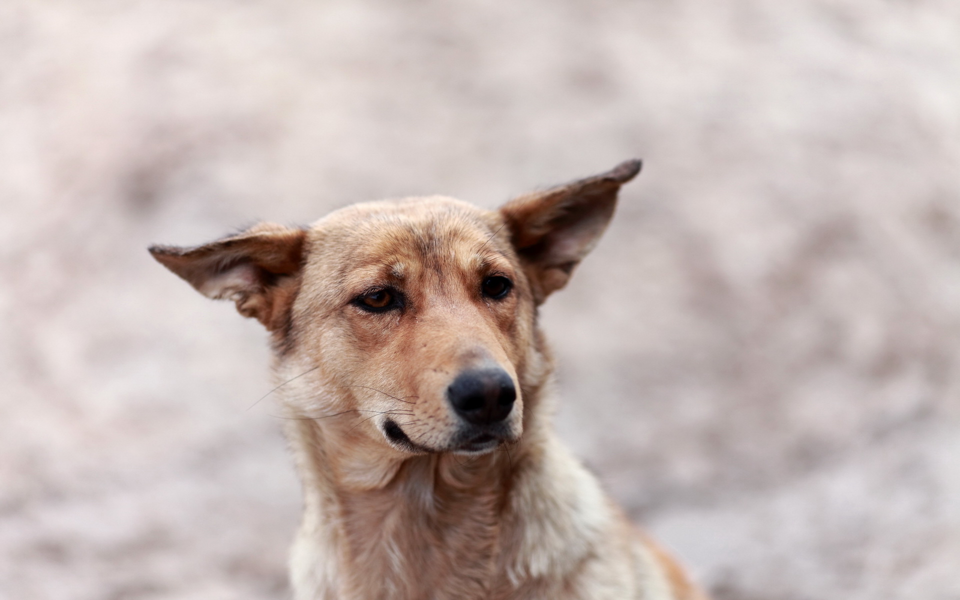 Handy-Wallpaper Hunde, Hund, Tiere kostenlos herunterladen.