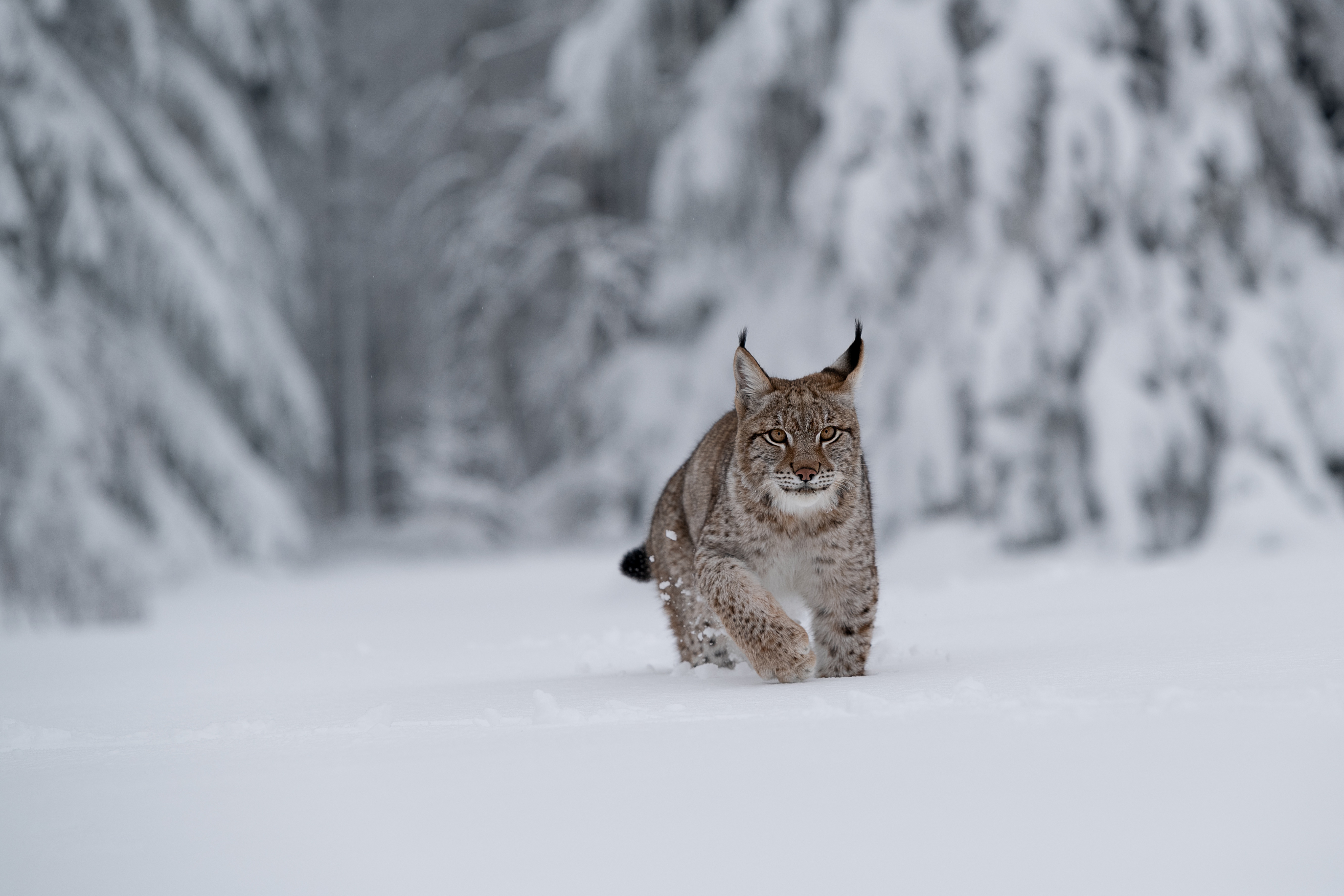 無料モバイル壁紙動物, 冬, 雪, 猫, リンクス, 被写界深度をダウンロードします。