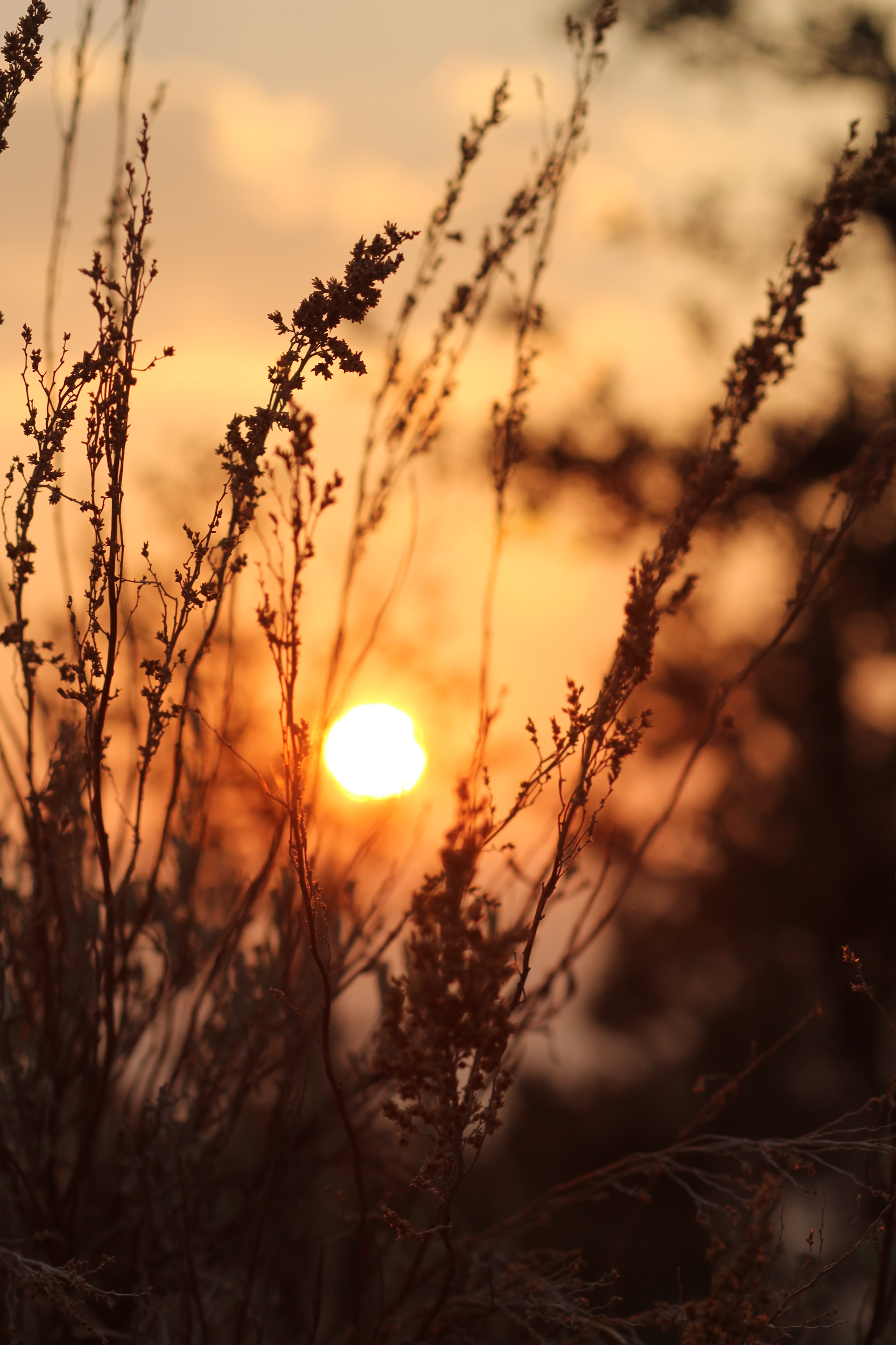 Handy-Wallpaper Sun, Natur, Bush, Sunset, Grass kostenlos herunterladen.