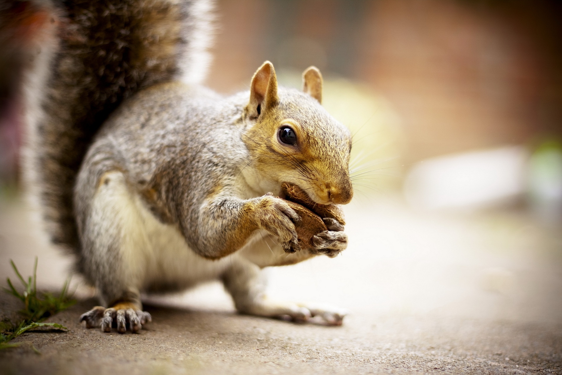Free download wallpaper Animals, Animal, Squirrel, Food on your PC desktop