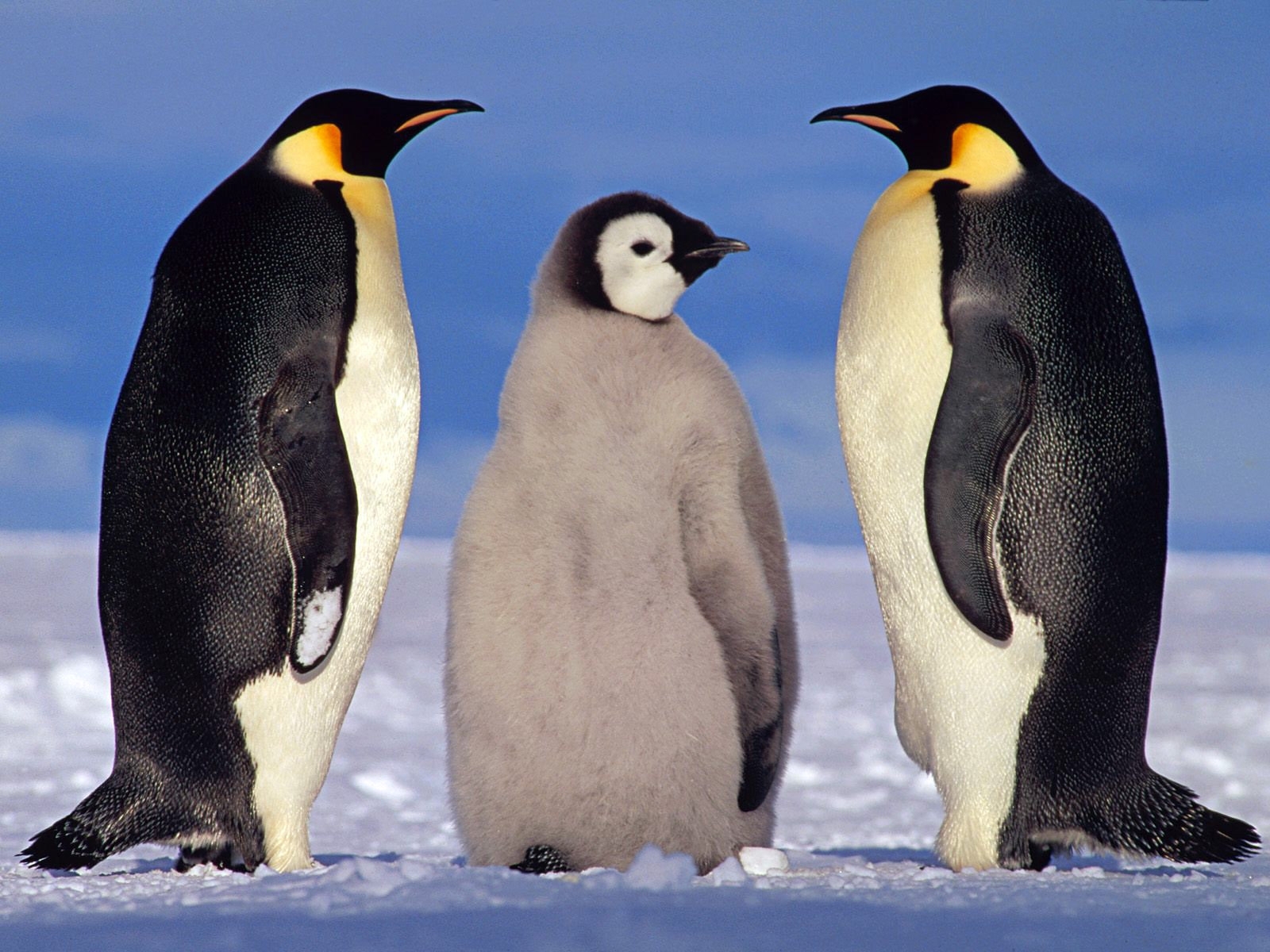 animals, winter, pinguins, blue
