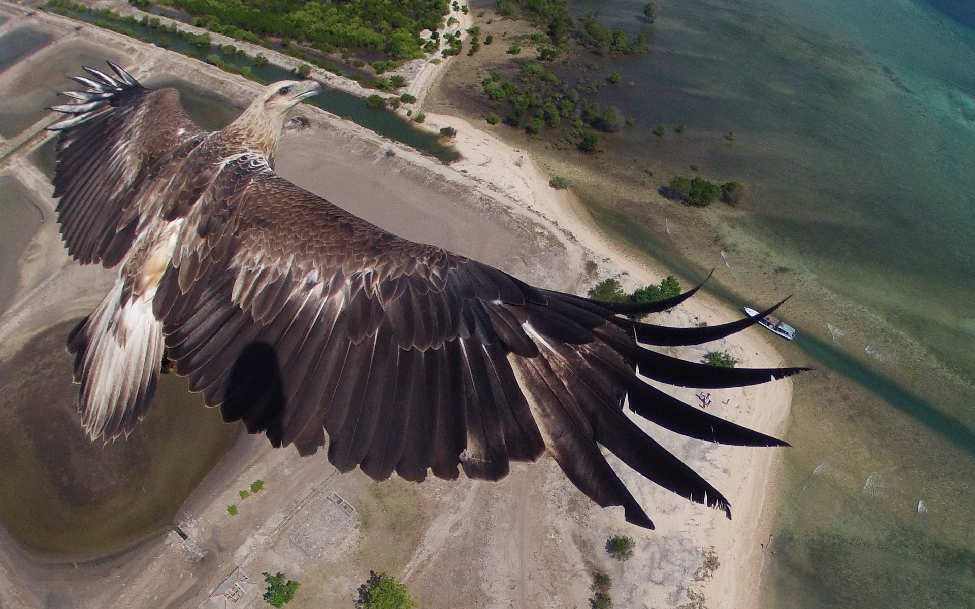 Descarga gratuita de fondo de pantalla para móvil de Animales, Águila, Aves.