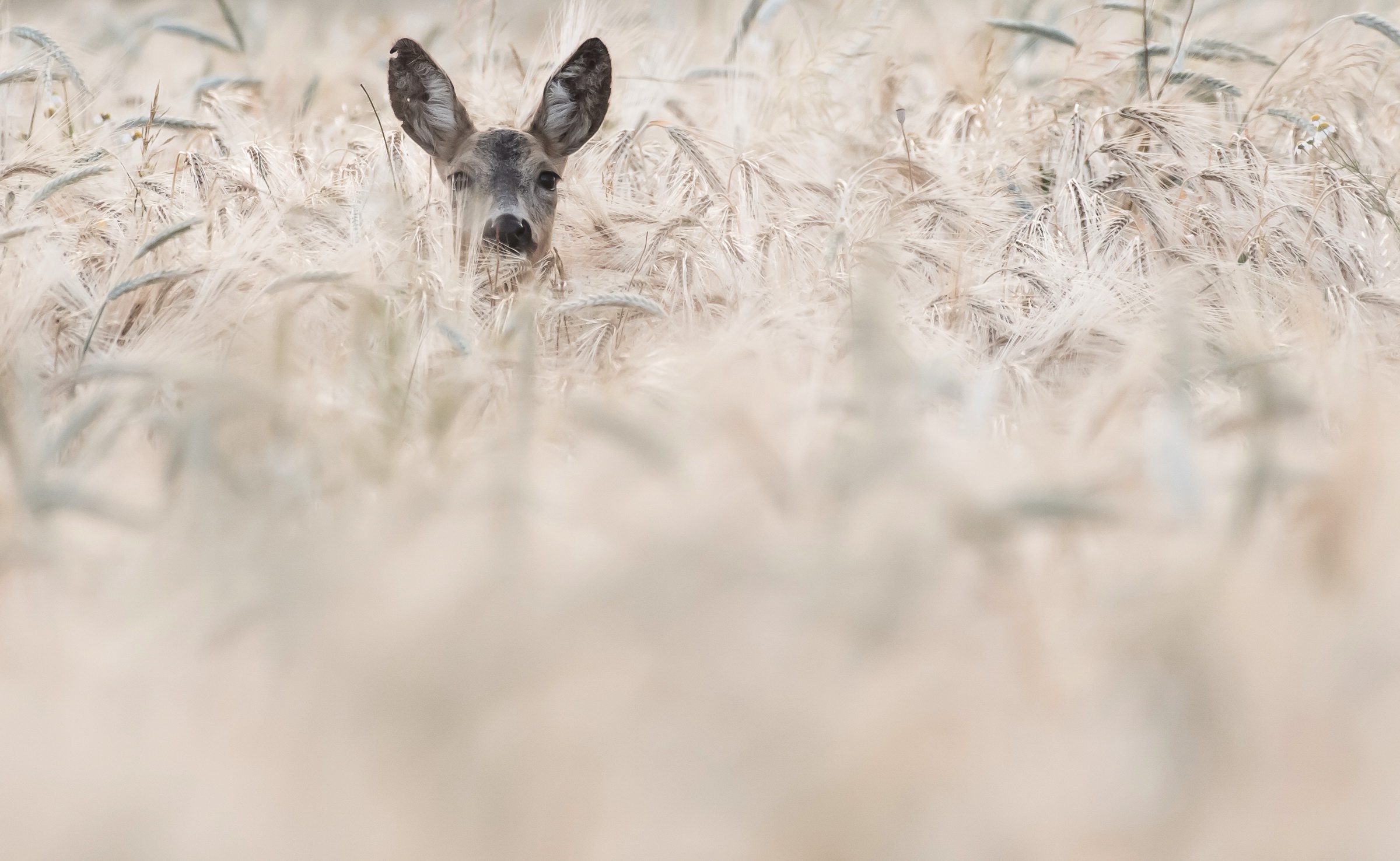 Download mobile wallpaper Summer, Wheat, Animal, Deer, Stare for free.