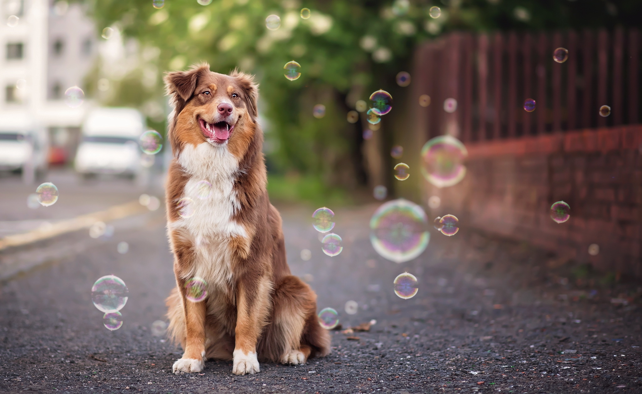 無料モバイル壁紙動物, 犬, バブル, オーストラリアン シェパードをダウンロードします。