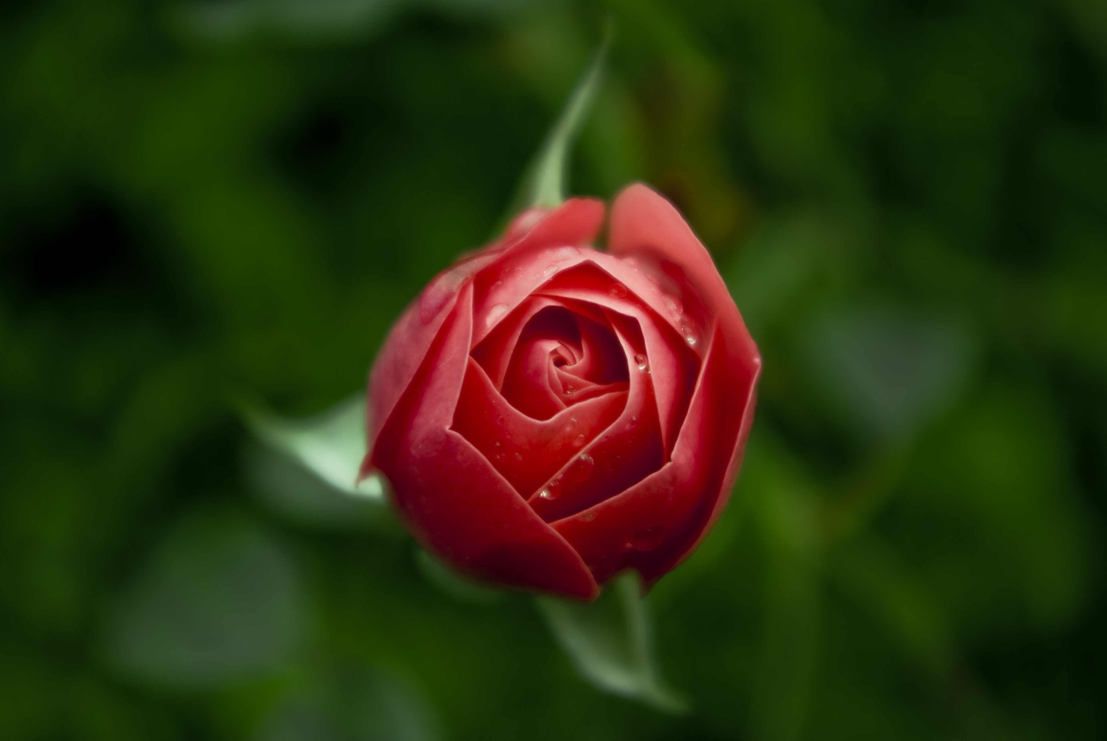 Download mobile wallpaper Bud, Flower, Rose Flower, Rose, Smooth, Flowers, Blur for free.