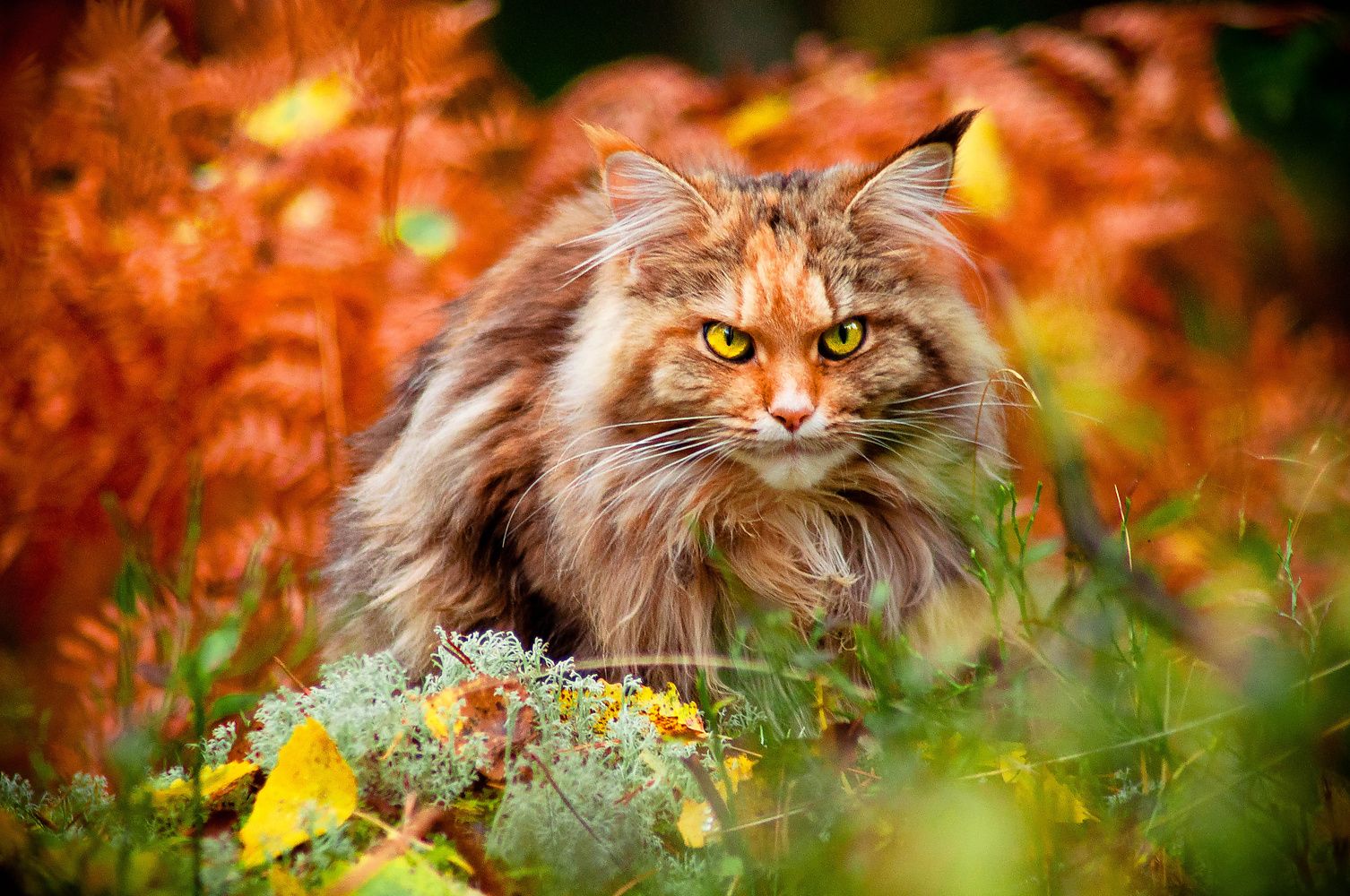 Baixe gratuitamente a imagem Animais, Gatos, Gato na área de trabalho do seu PC