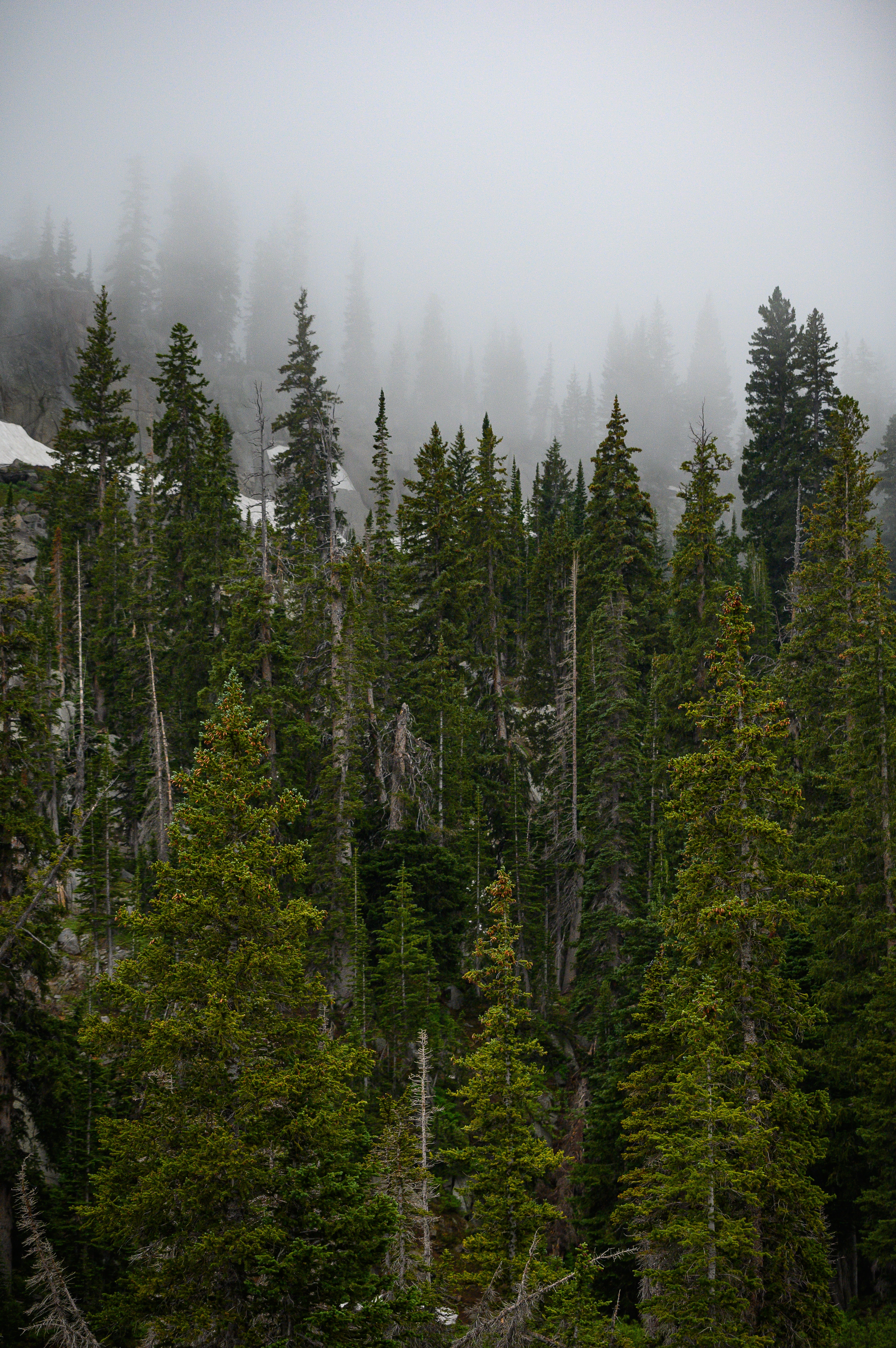 80538 скачать обои деревья, туман, природа, сосны, лес, верхушки - заставки и картинки бесплатно