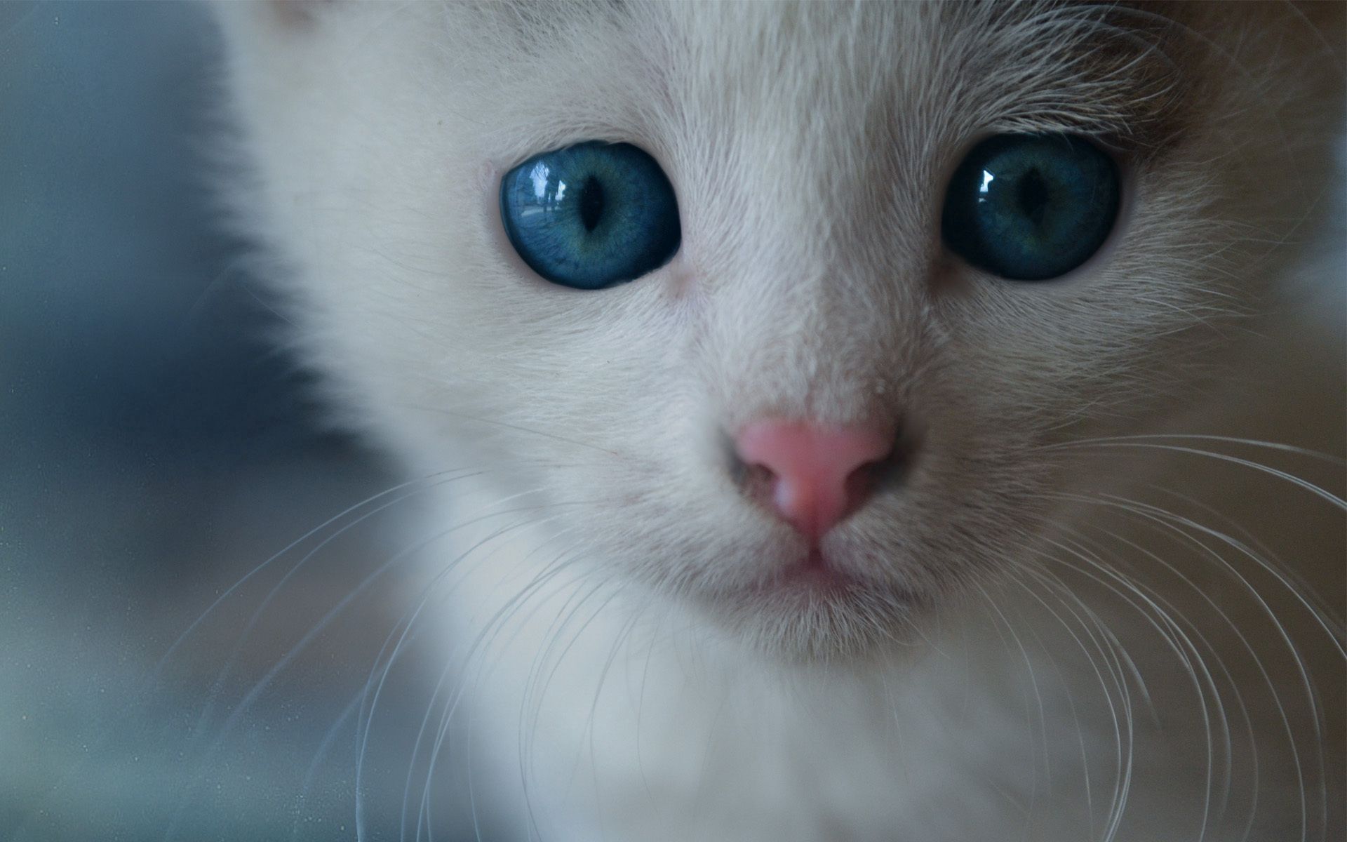Descarga gratuita de fondo de pantalla para móvil de Animales, Gato, Esponjoso, Peludo, De Ojos Azules, Ojos Azules.