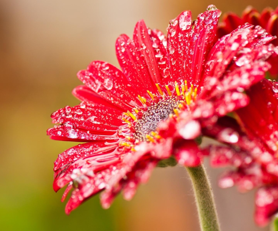 Descarga gratuita de fondo de pantalla para móvil de Flores, Flor, Tierra/naturaleza.