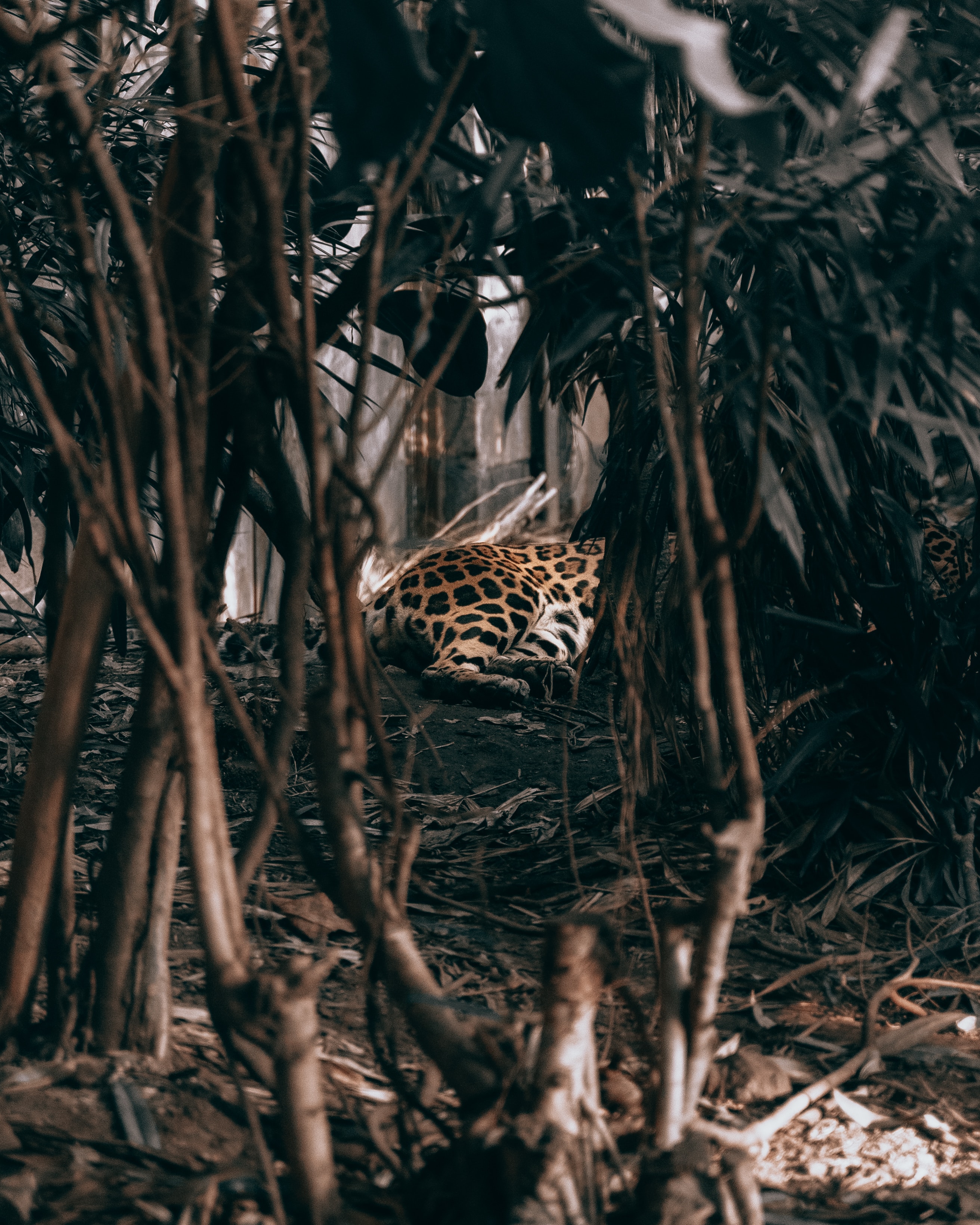 Free download wallpaper Bush, Leopard, Animals, Predator, Jungle on your PC desktop