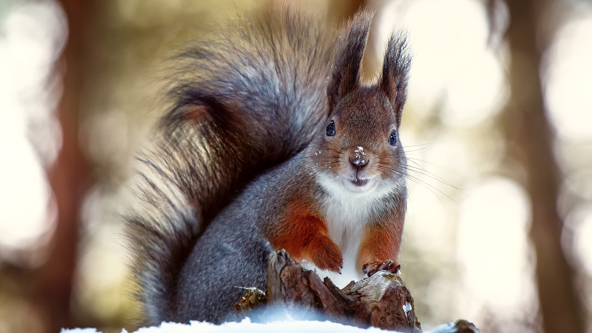 Free download wallpaper Squirrel, Animal on your PC desktop