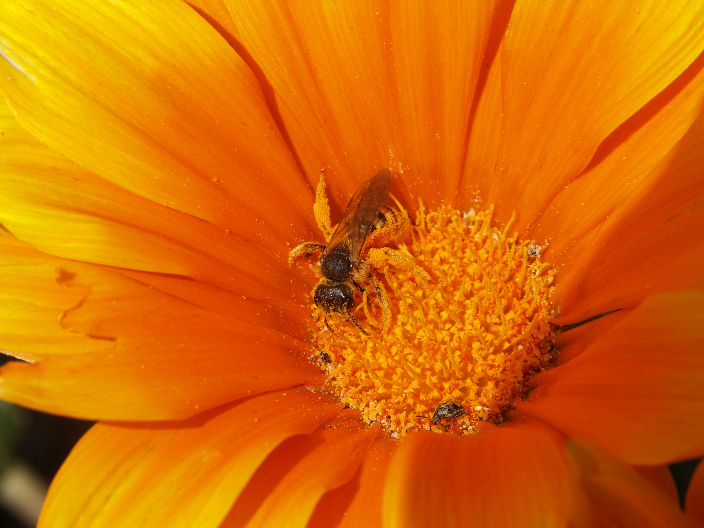 Download mobile wallpaper Insects, Flower, Bee, Animal for free.