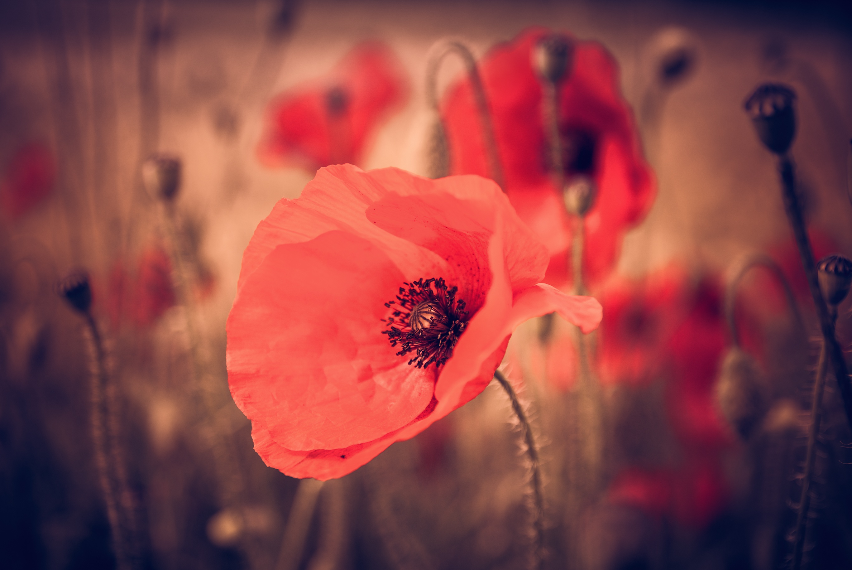 Free download wallpaper Nature, Flowers, Flower, Close Up, Earth, Poppy, Red Flower on your PC desktop