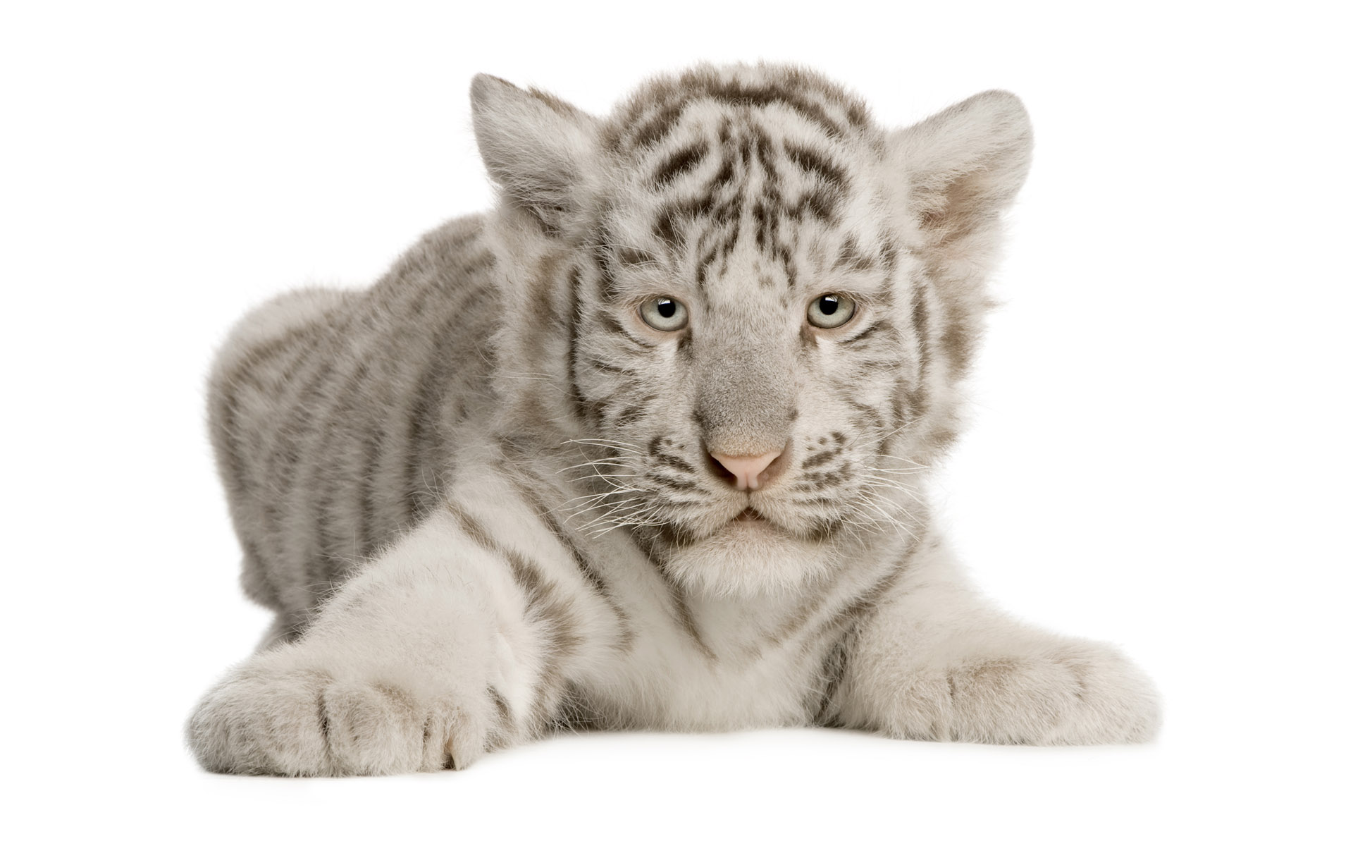 PCデスクトップに動物, 猫, ホワイトタイガー画像を無料でダウンロード