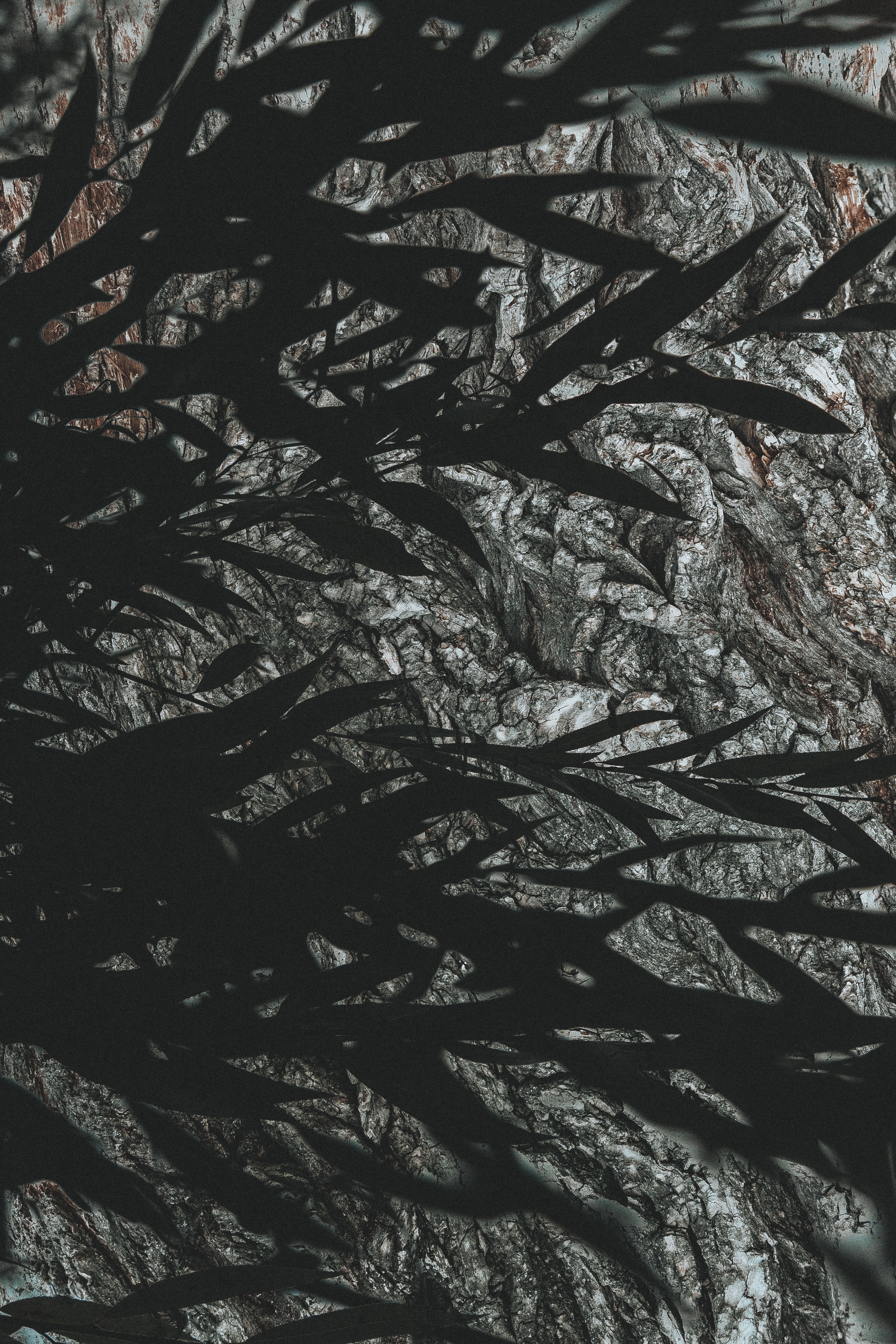 Free download wallpaper Leaves, Branches, Shadow, Dark, Texture, Textures on your PC desktop