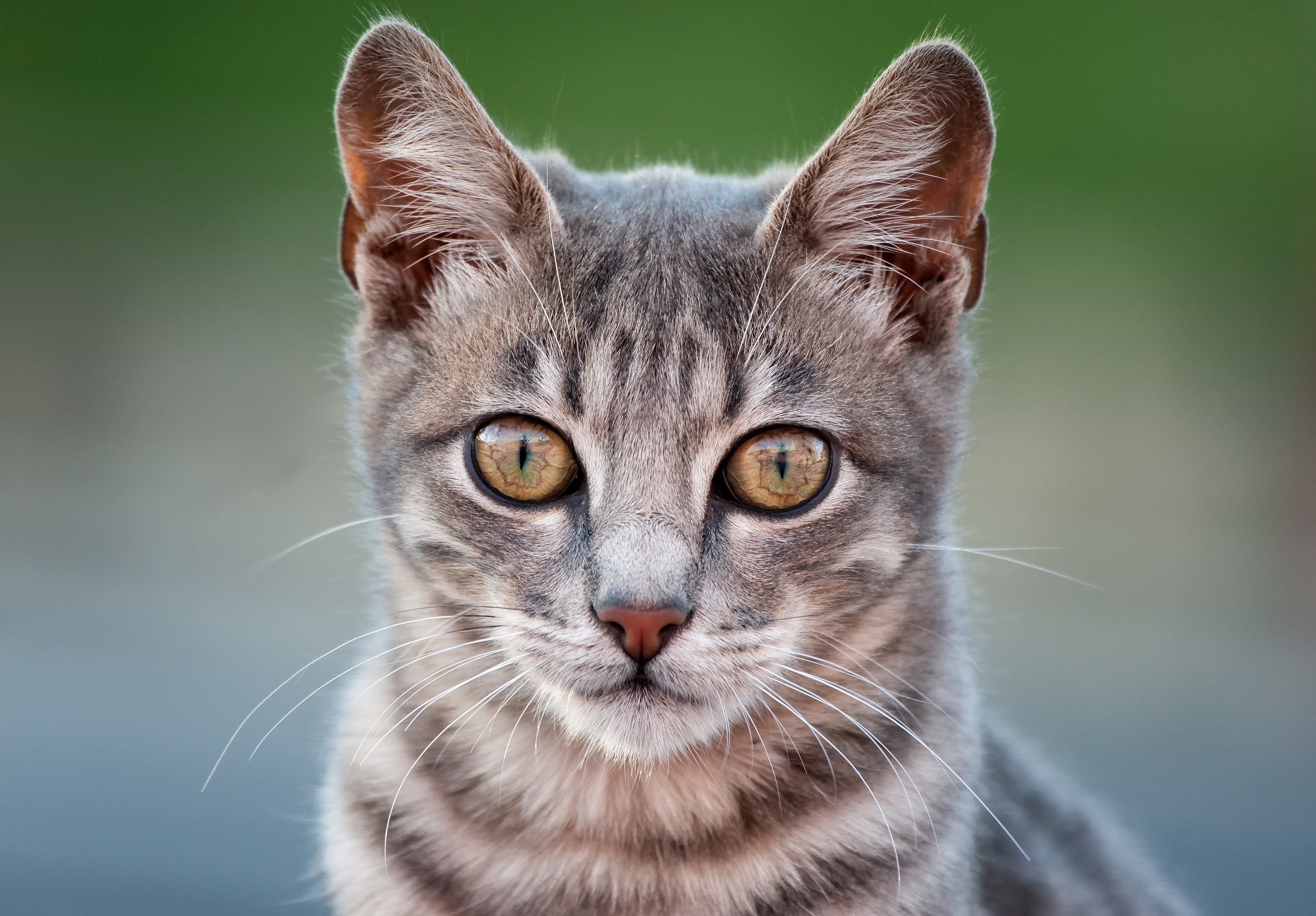 478388 économiseurs d'écran et fonds d'écran Chats sur votre téléphone. Téléchargez  images gratuitement