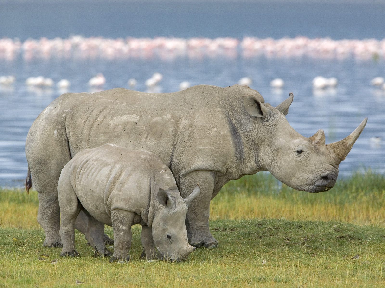 young, rhinoceros, animals, field, family, joey