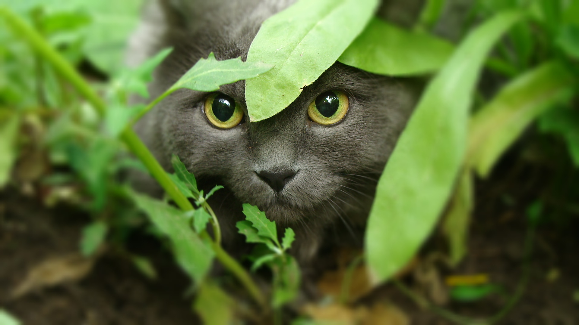 無料モバイル壁紙動物, ネコ, 猫をダウンロードします。