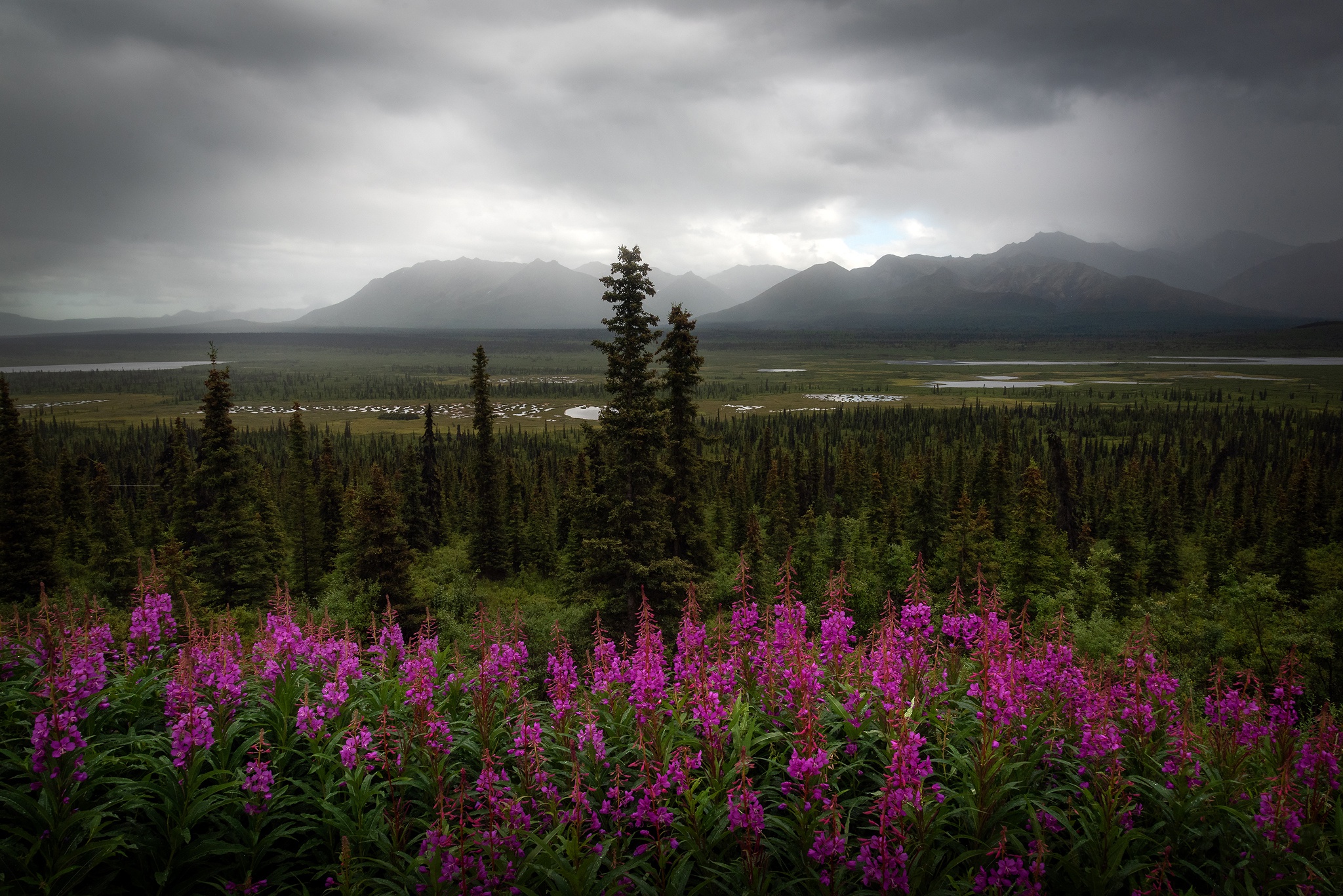 Laden Sie das Landschaft, Natur, Blume, Wiese, Erde/natur-Bild kostenlos auf Ihren PC-Desktop herunter