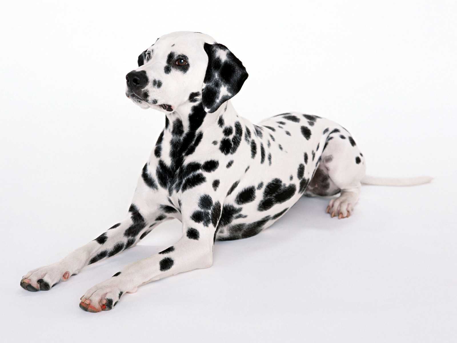 Download mobile wallpaper Dalmatian, Dogs, Dog, Animal for free.