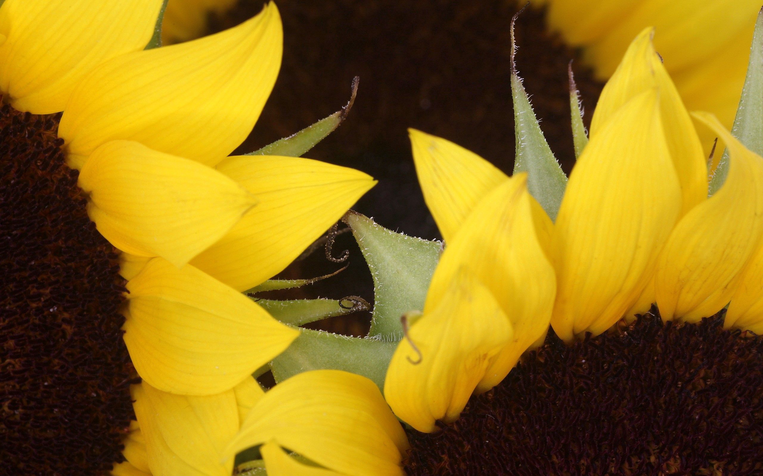 Laden Sie das Makro, Blütenblätter, Braun, Sonnenblumen-Bild kostenlos auf Ihren PC-Desktop herunter