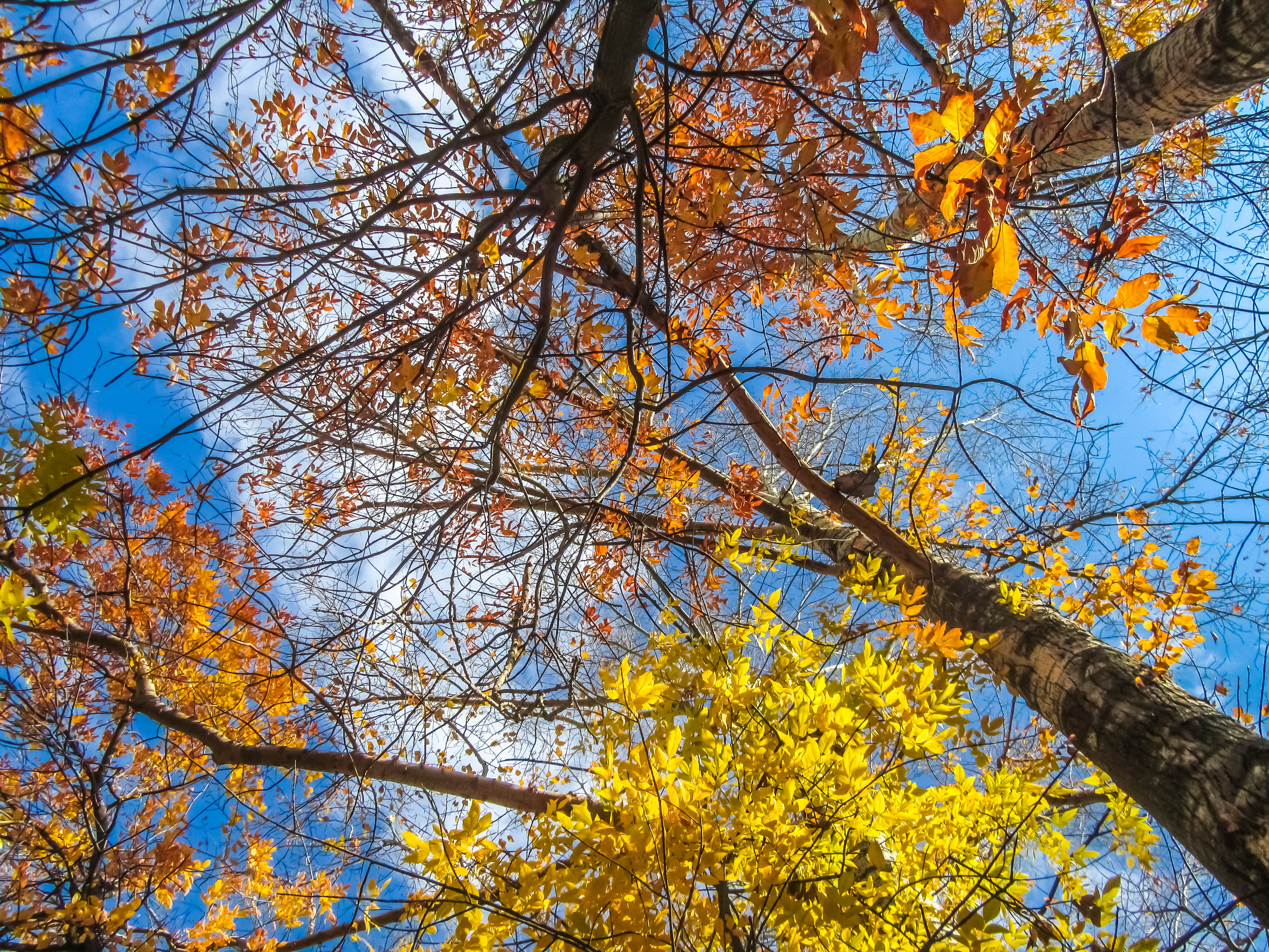 Téléchargez gratuitement l'image Automne, Terre/nature sur le bureau de votre PC