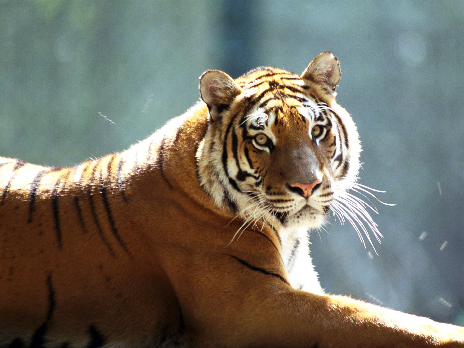 14968 descargar fondo de pantalla tigres, animales: protectores de pantalla e imágenes gratis