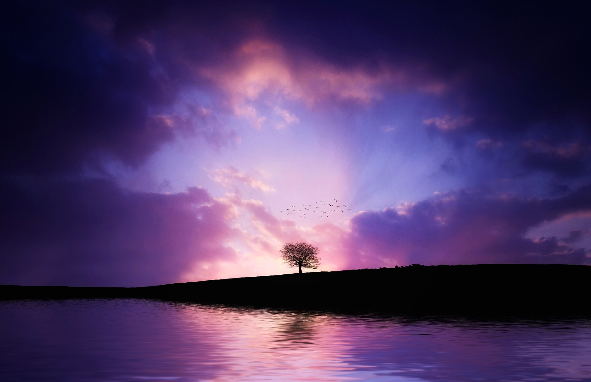 Download mobile wallpaper Nature, Trees, Sunset, Sky, Lake, Light, Silhouette, Bird, Tree, Earth, Colors, Purple, Cloud, Lonely Tree for free.