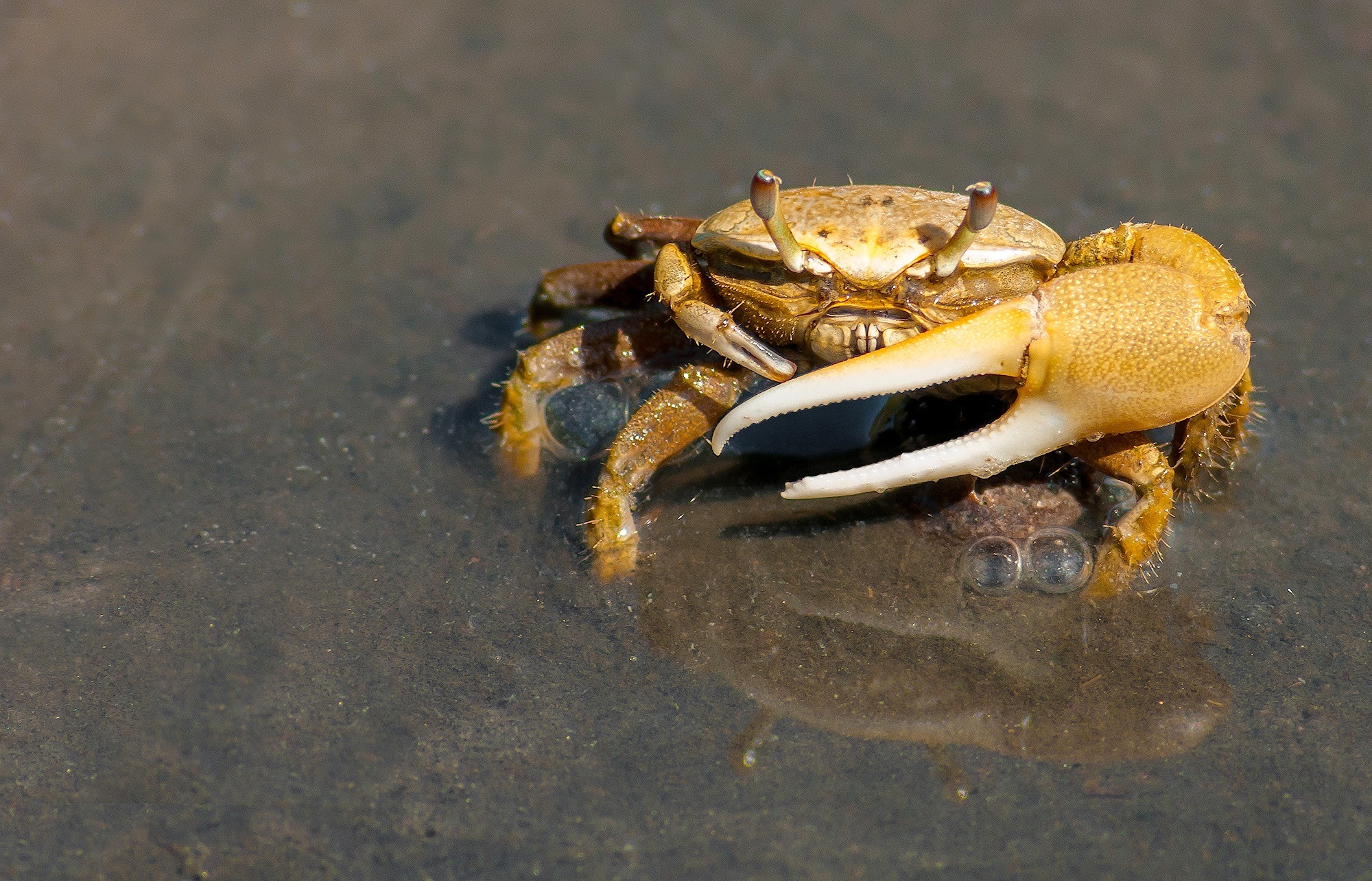 animal, fiddler crab, close up, crab, crustacean