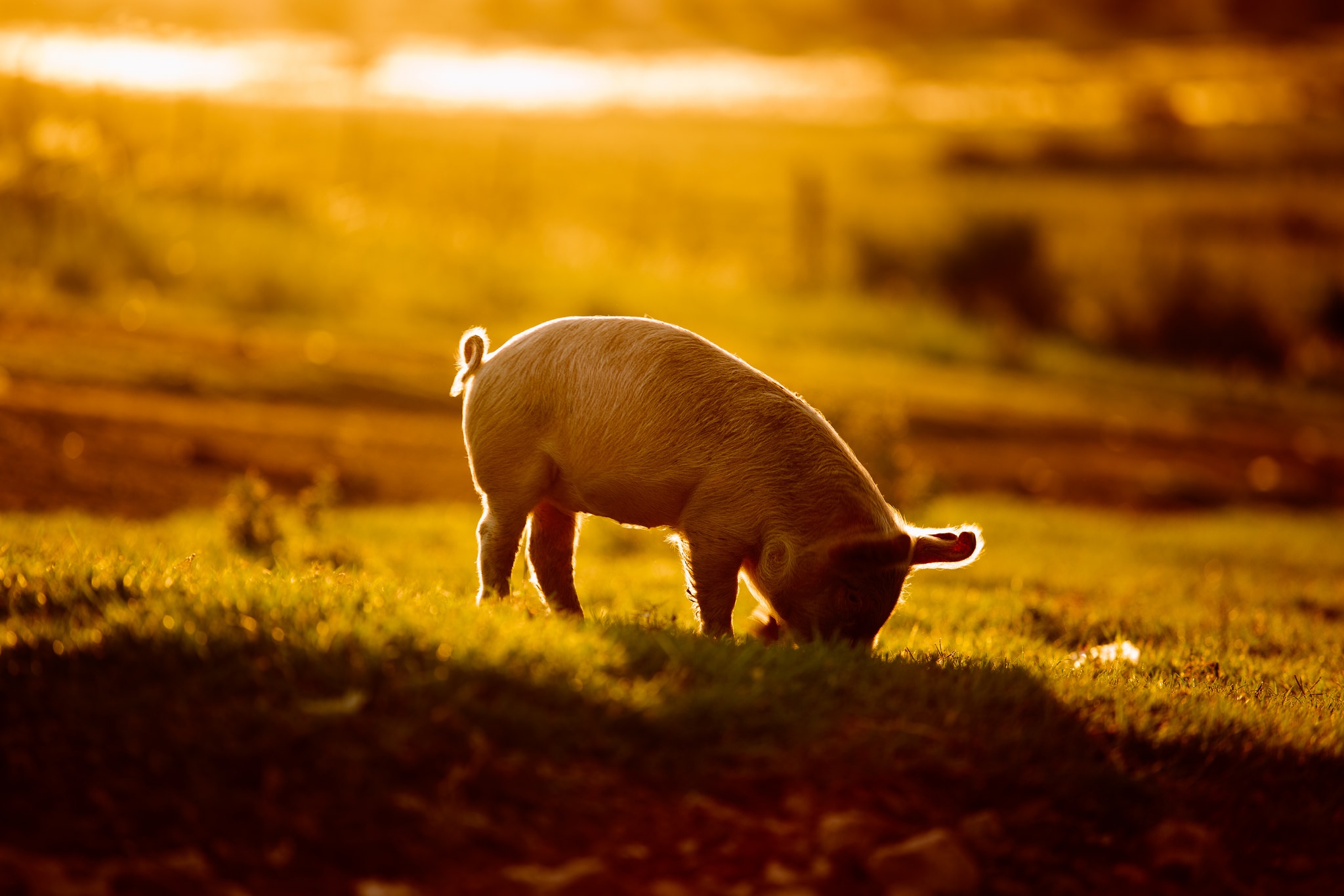 Free download wallpaper Animal, Pig, Baby Animal, Depth Of Field on your PC desktop