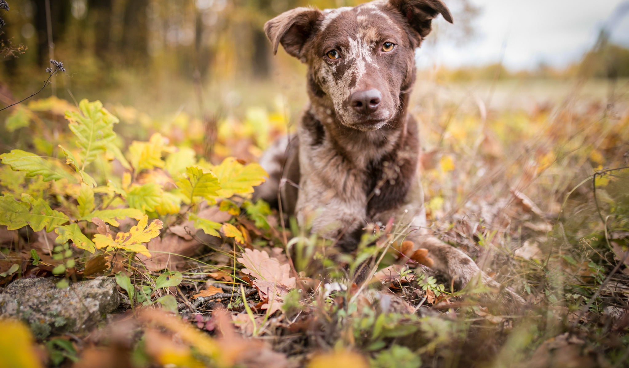 Laden Sie das Tiere, Hunde, Herbst, Hund, Tiefenschärfe-Bild kostenlos auf Ihren PC-Desktop herunter