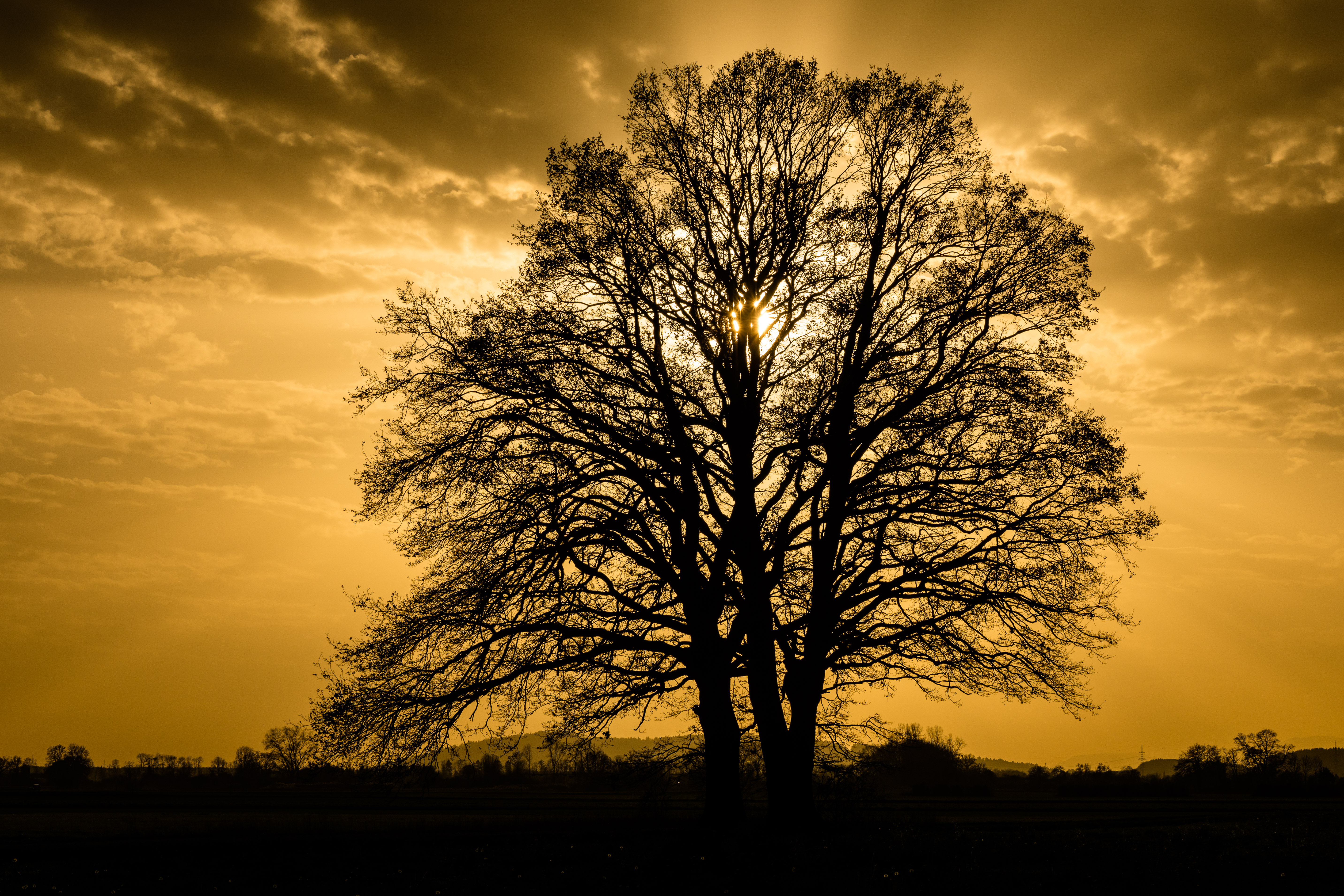 Download mobile wallpaper Trees, Branches, Nature, Sky, Sunset, Silhouette for free.