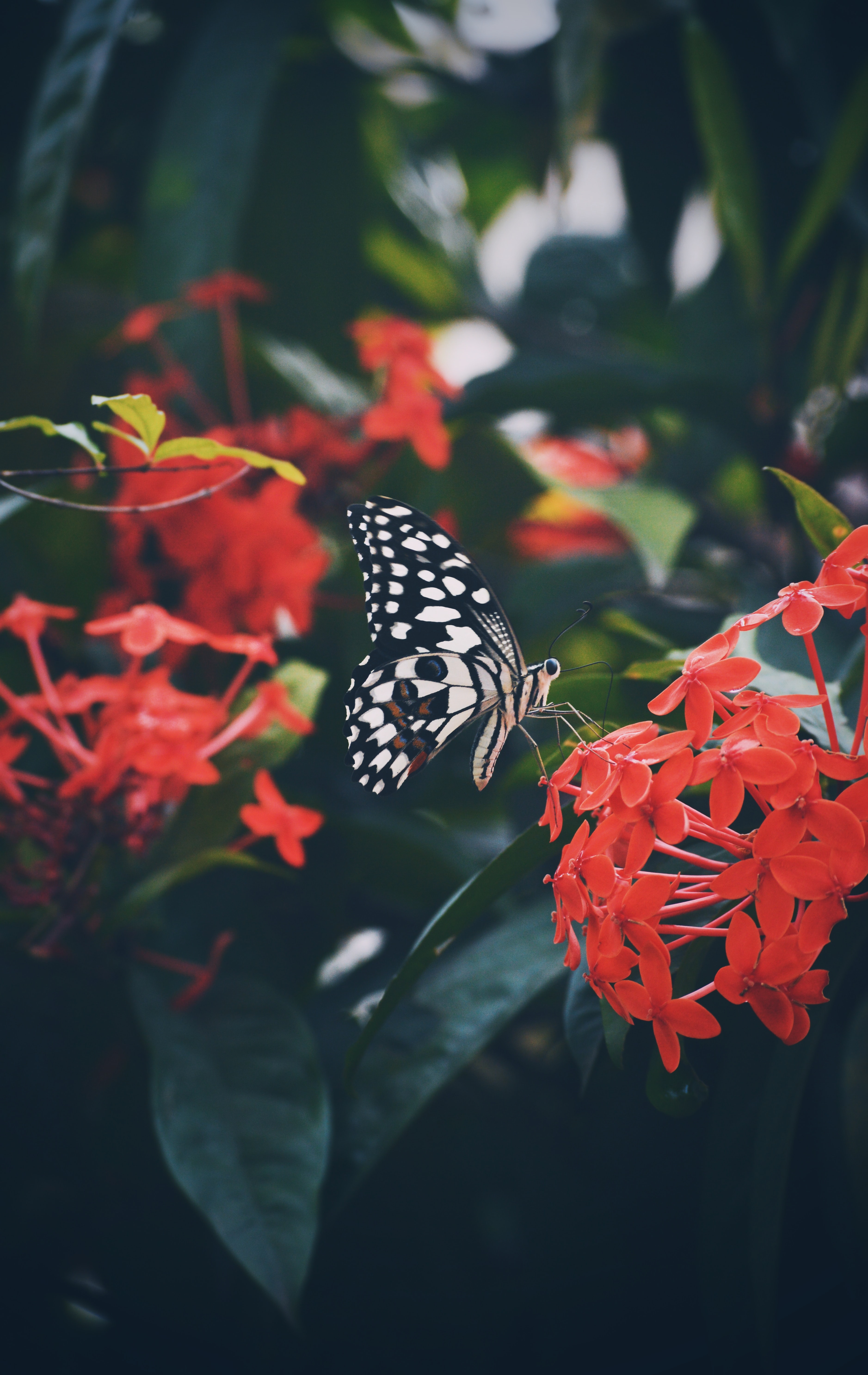 Download mobile wallpaper Animals, Flower, Pattern, Wings, Butterfly for free.