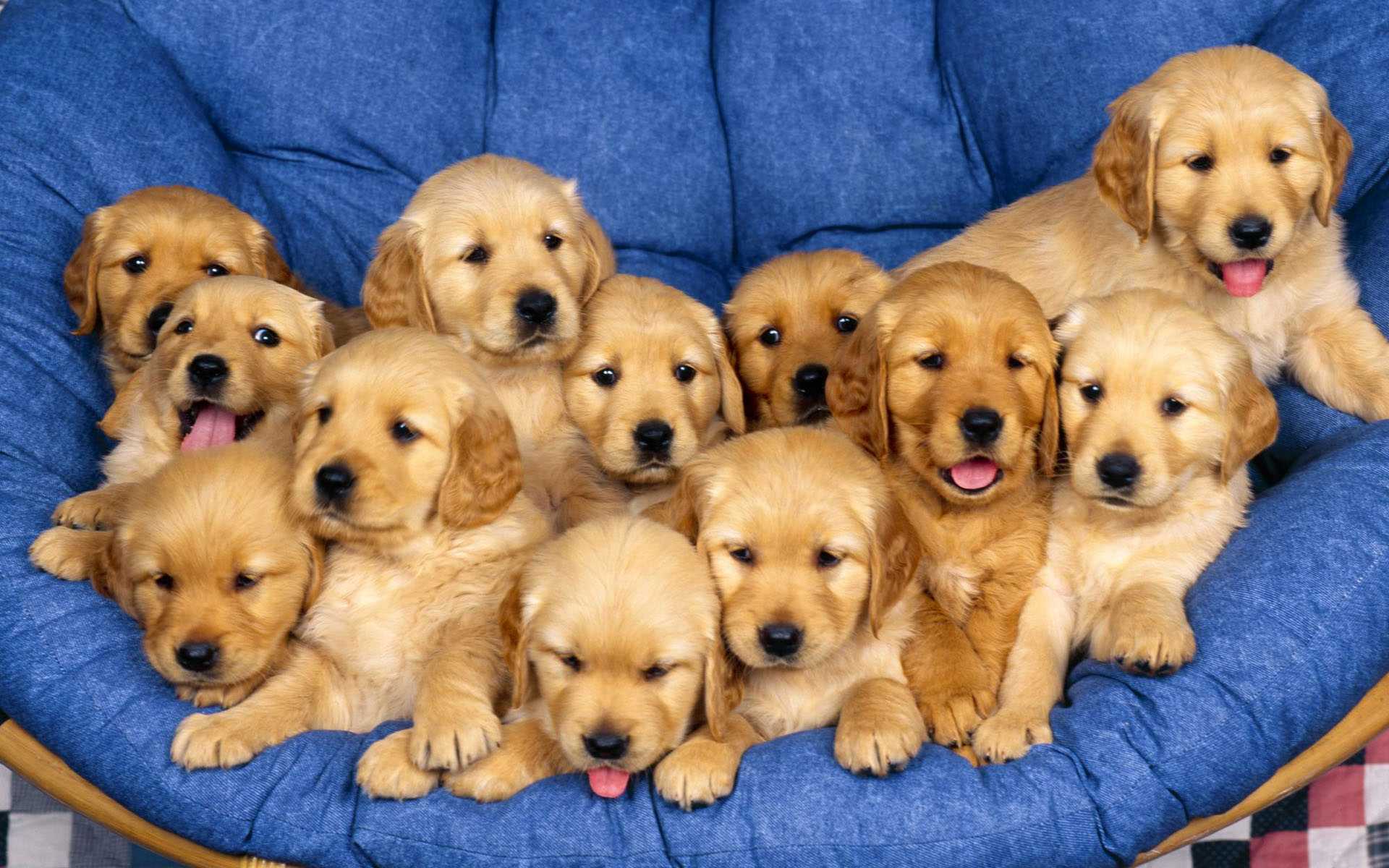 golden retriever, dogs, dog, animal