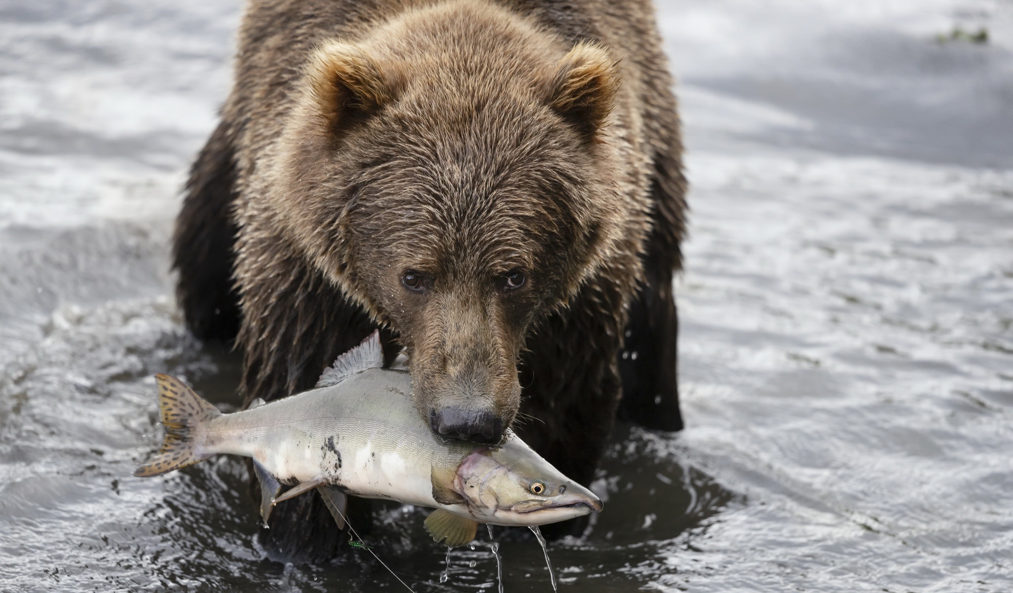 Handy-Wallpaper Tiere, Bären, Bär, Fisch kostenlos herunterladen.