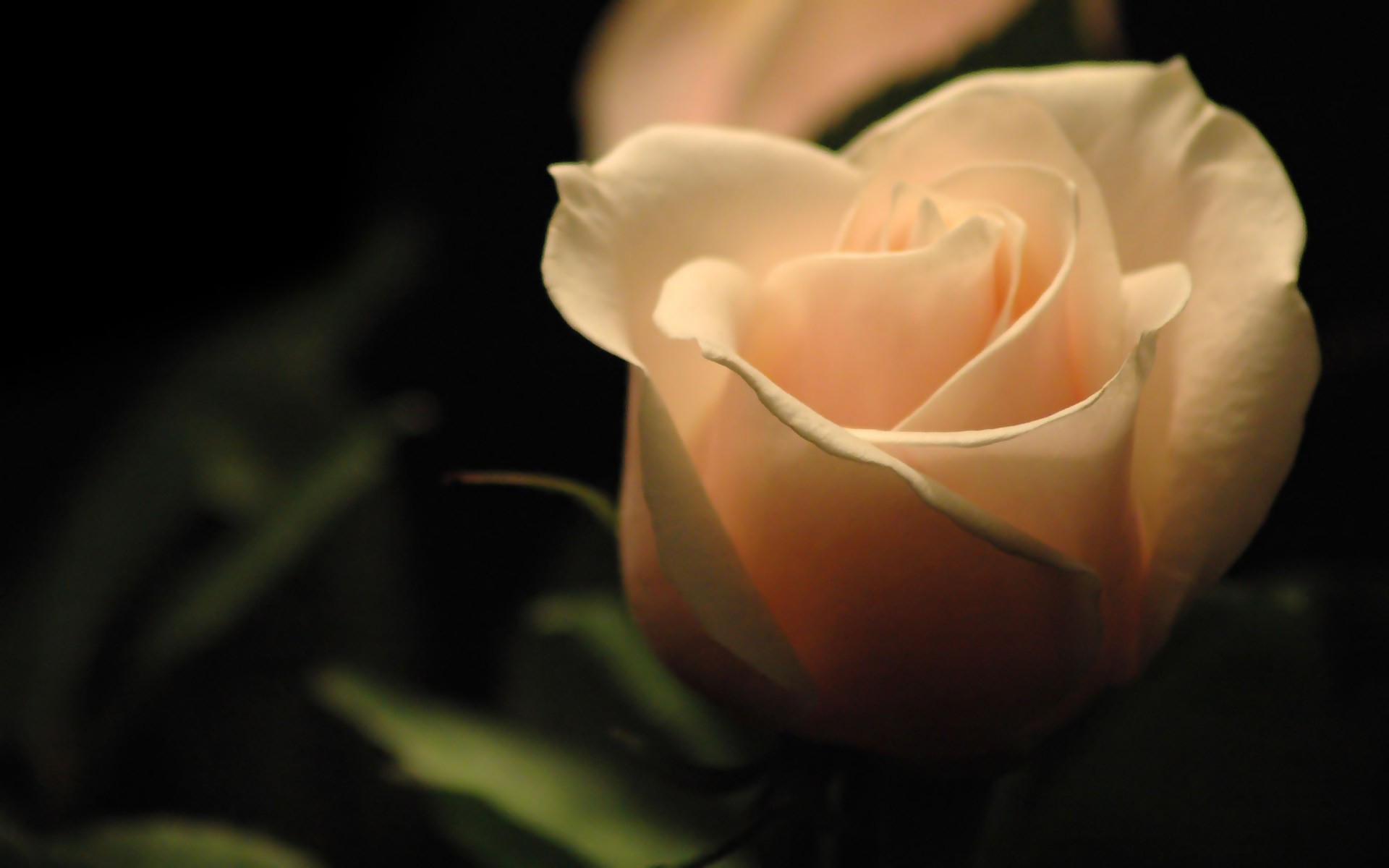 Завантажити шпалери безкоштовно Природа, Роза, Земля, Біла Троянда картинка на робочий стіл ПК