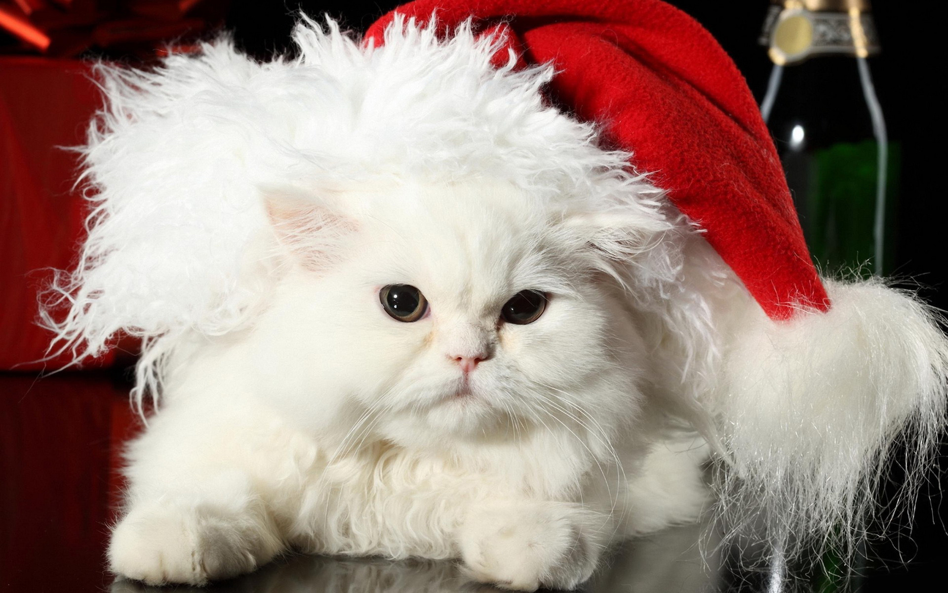 Téléchargez gratuitement l'image Animaux, Chats, Noël, Chat, Chapeau De Père Noël sur le bureau de votre PC